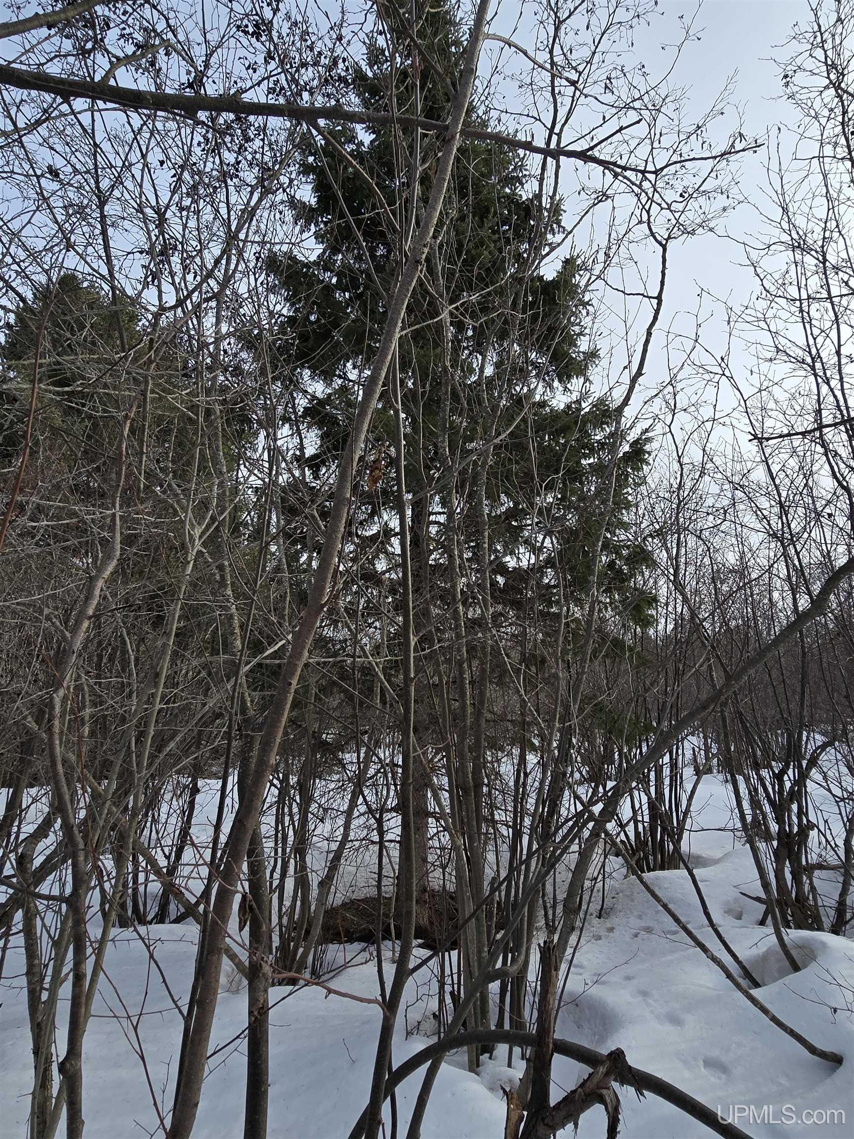 MLS 50170546 Large photo number 23 