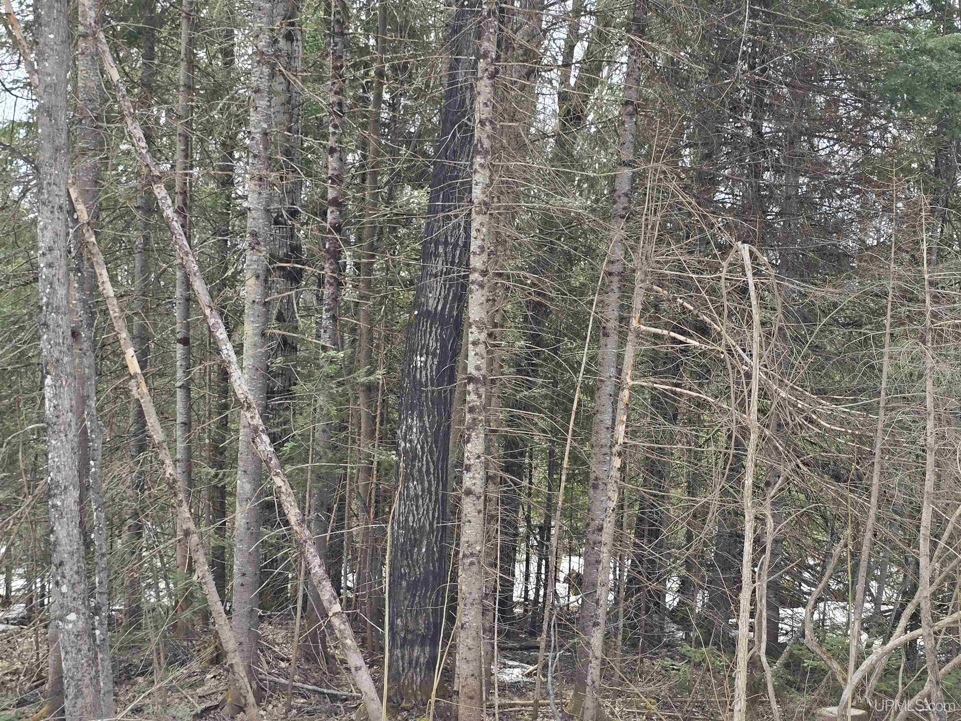 MLS 50170546 Large photo number 29 