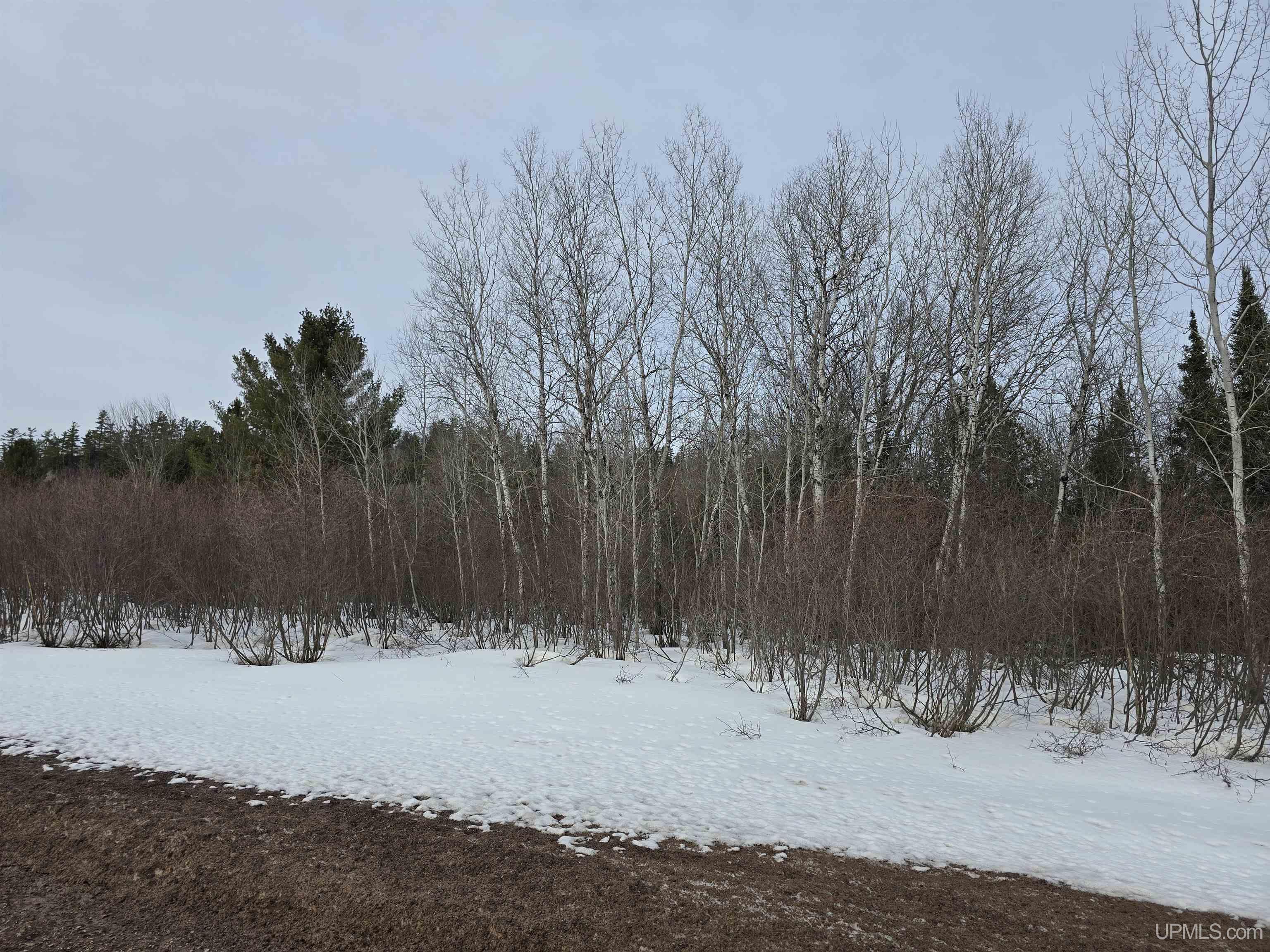 MLS 50170546 Large photo number 5 
