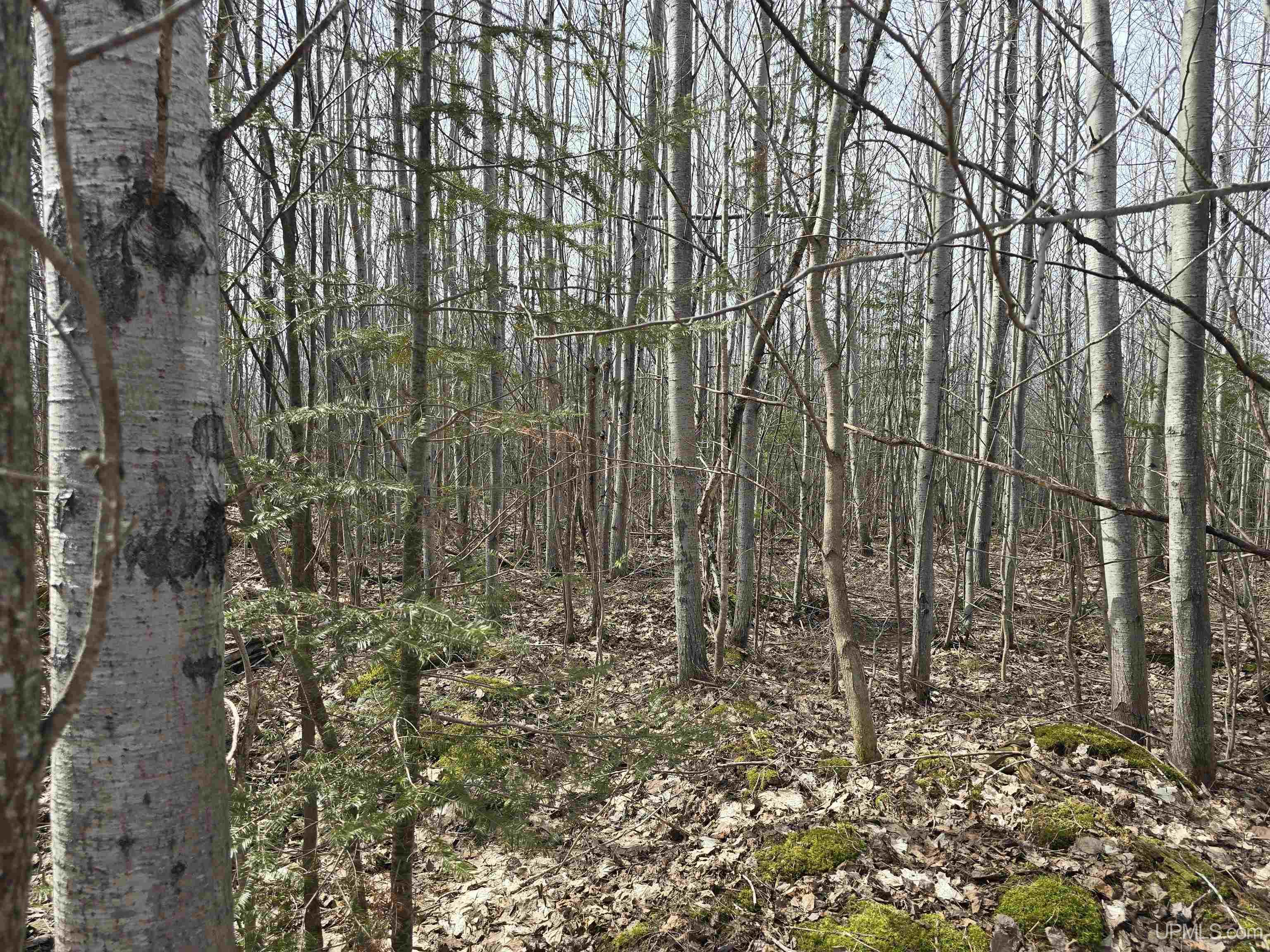MLS 50170882 Large photo number 26 