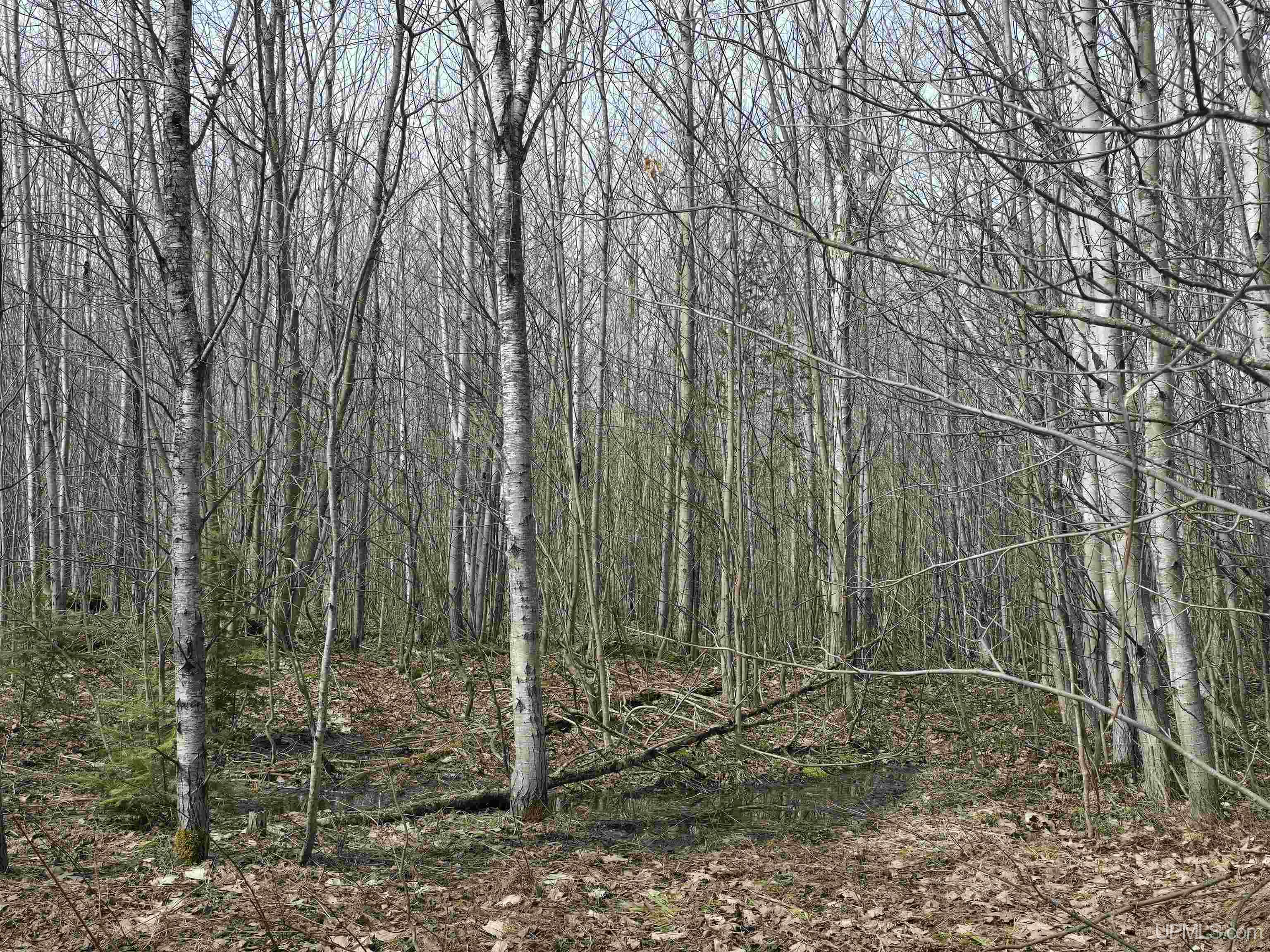 MLS 50170882 Large photo number 27 