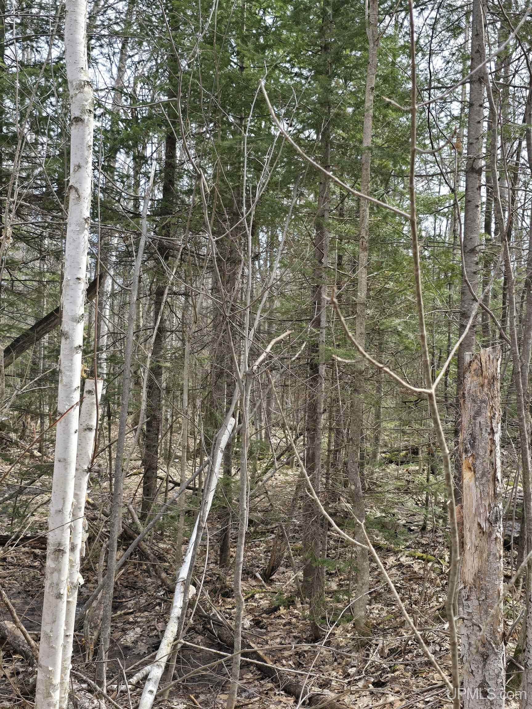 MLS 50170882 Large photo number 35 