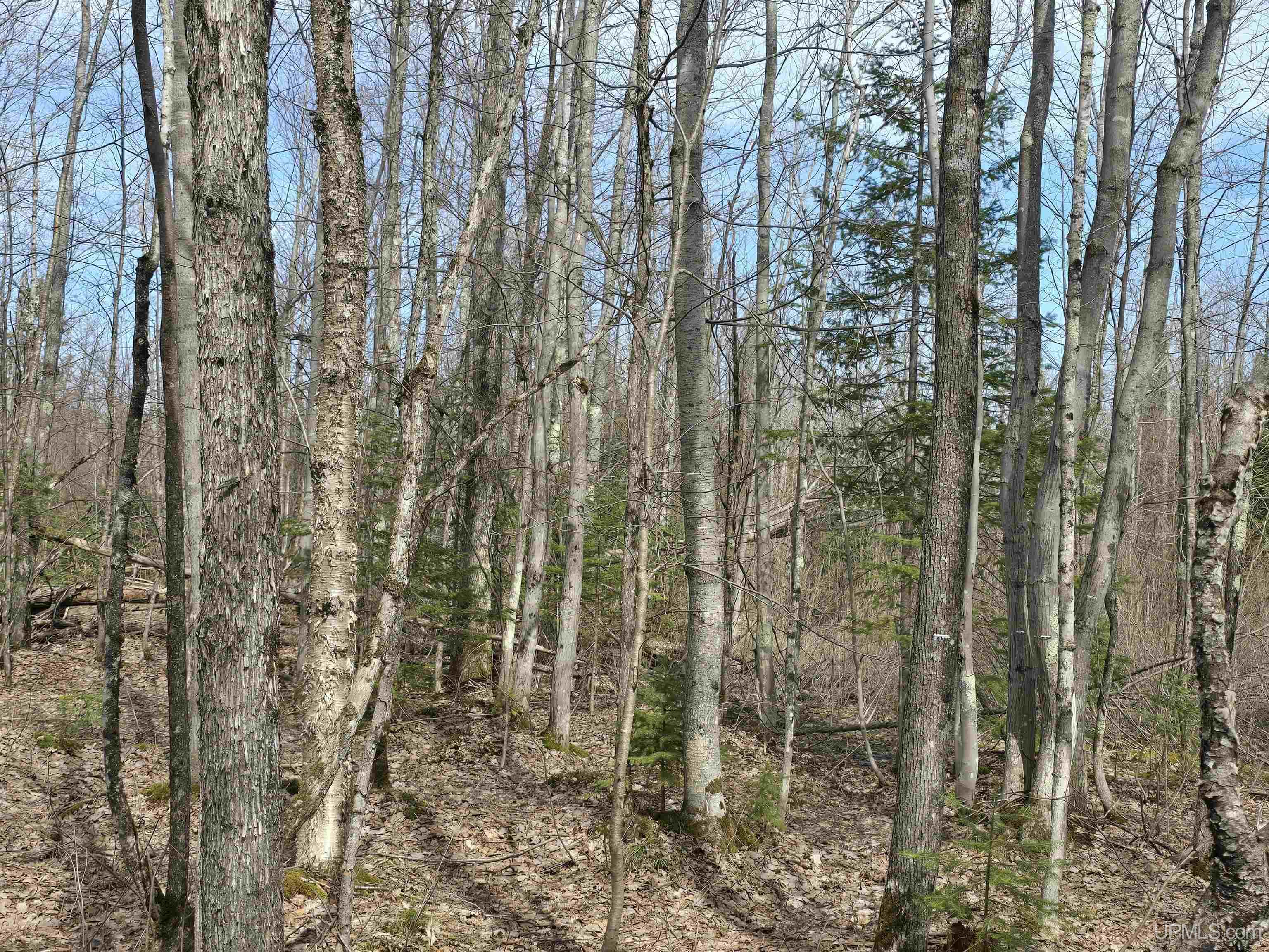 MLS 50170882 Large photo number 36 