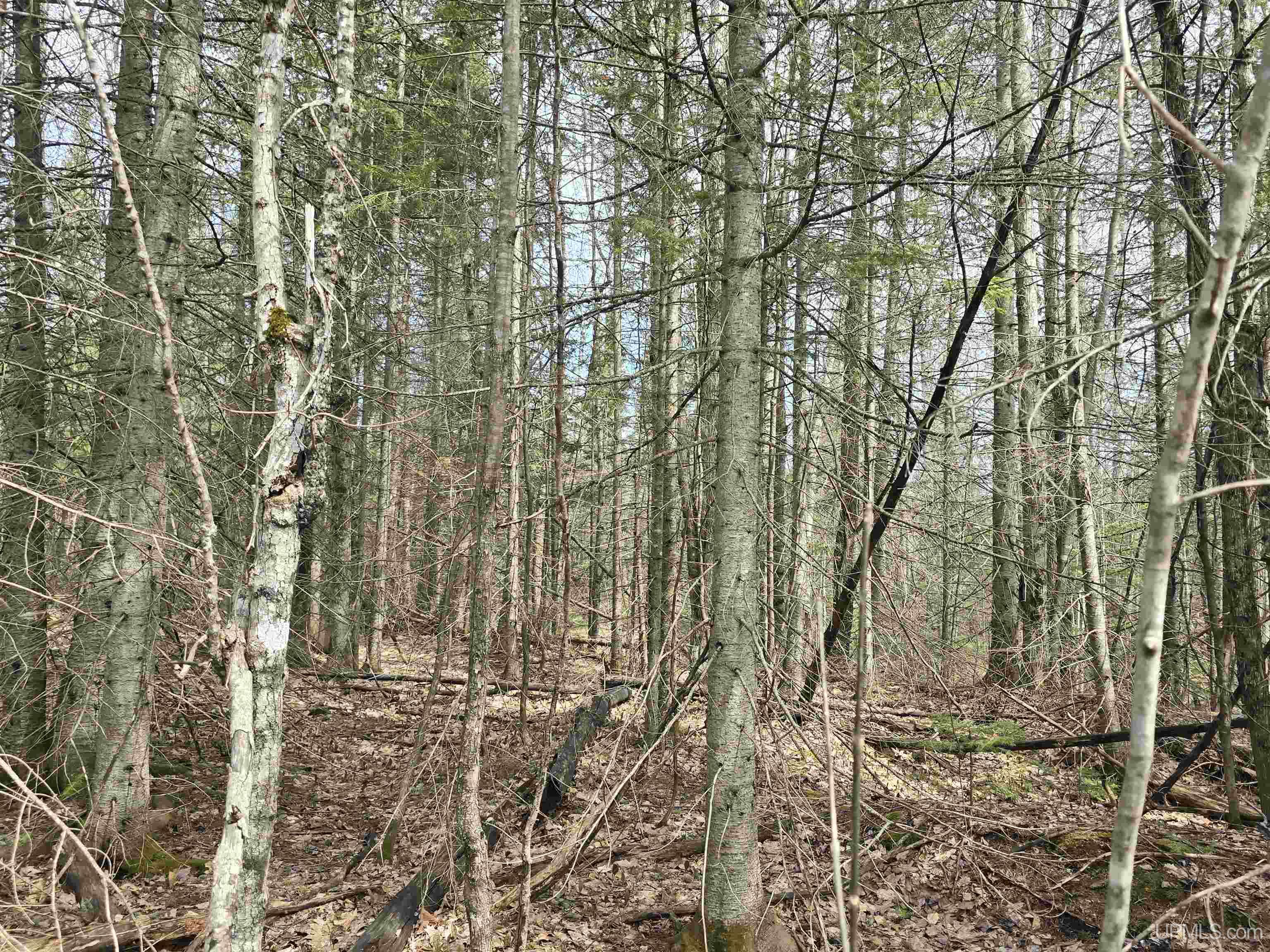 MLS 50170882 Large photo number 37 