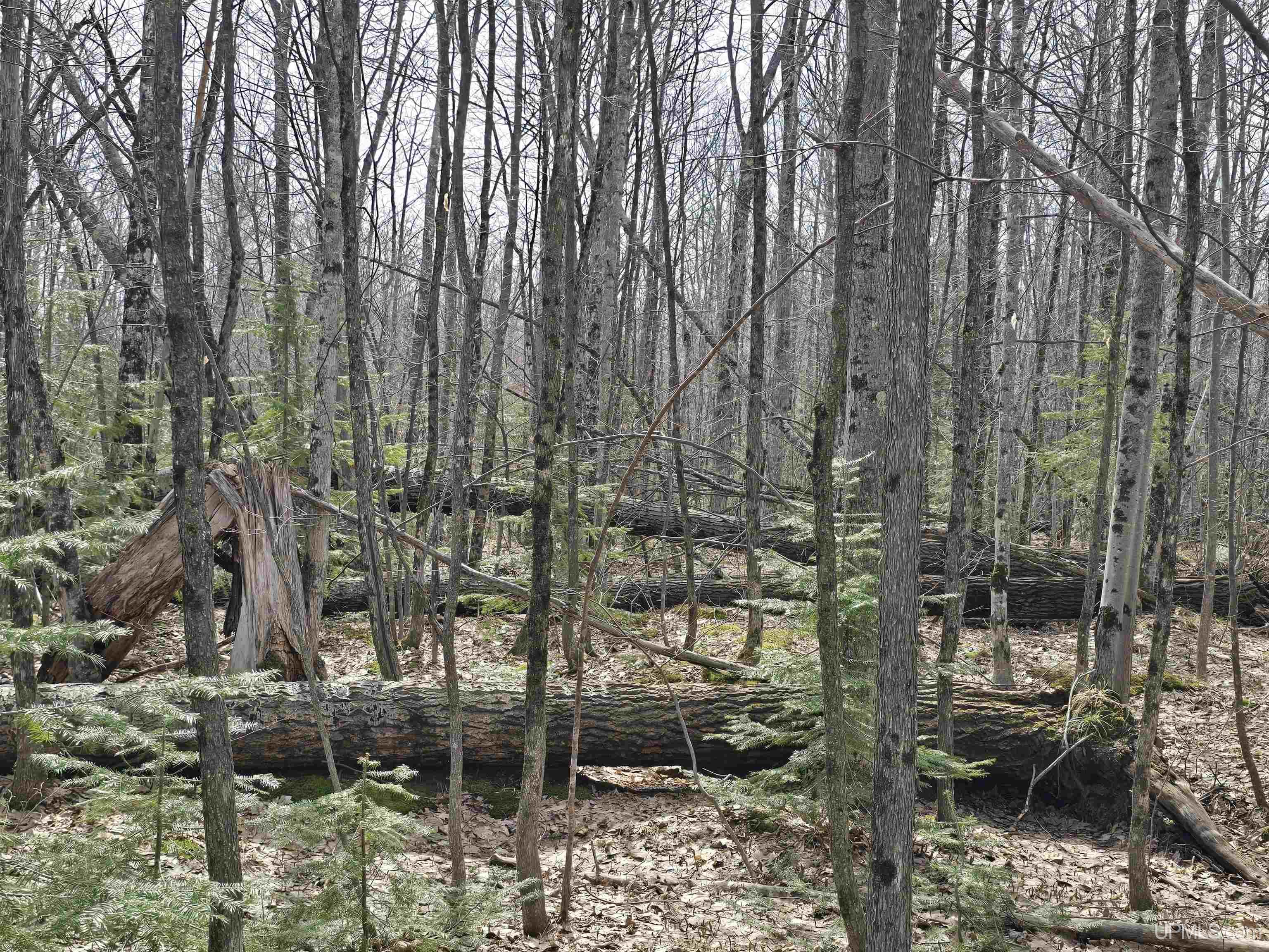 MLS 50170882 Large photo number 38 