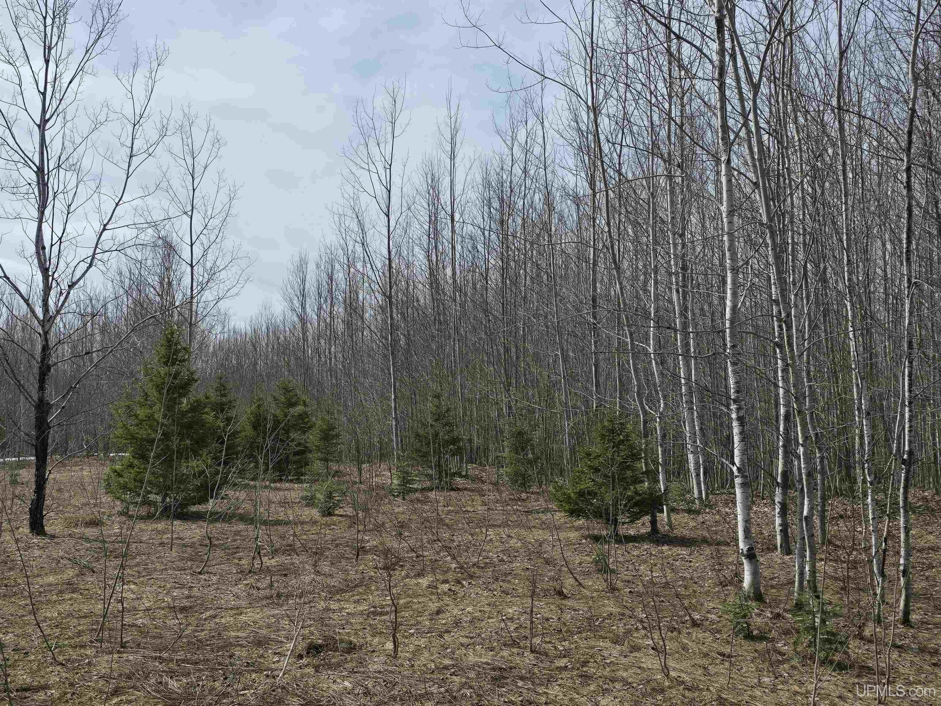 MLS 50170882 Large photo number 5 