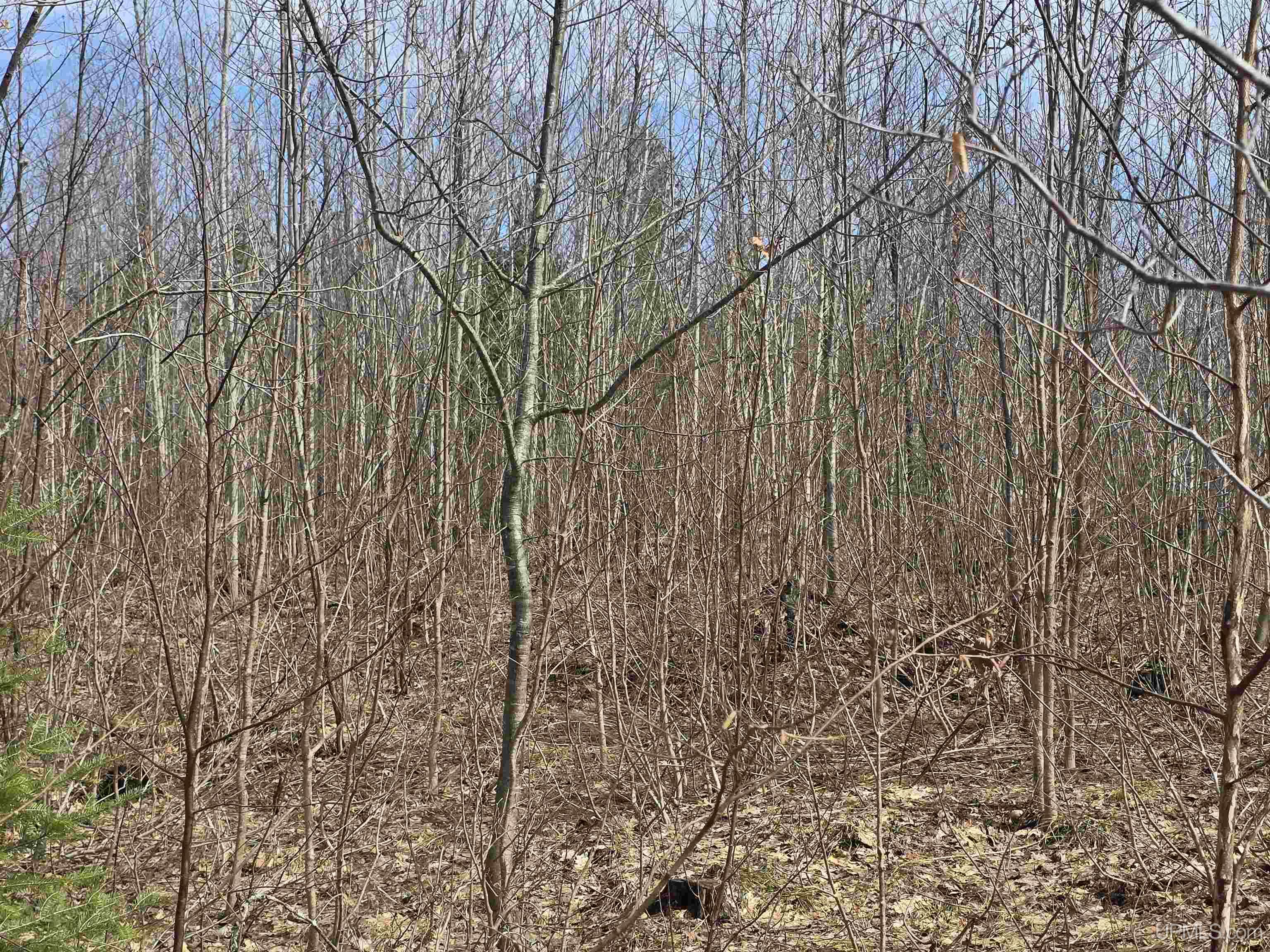 MLS 50170882 Large photo number 43 
