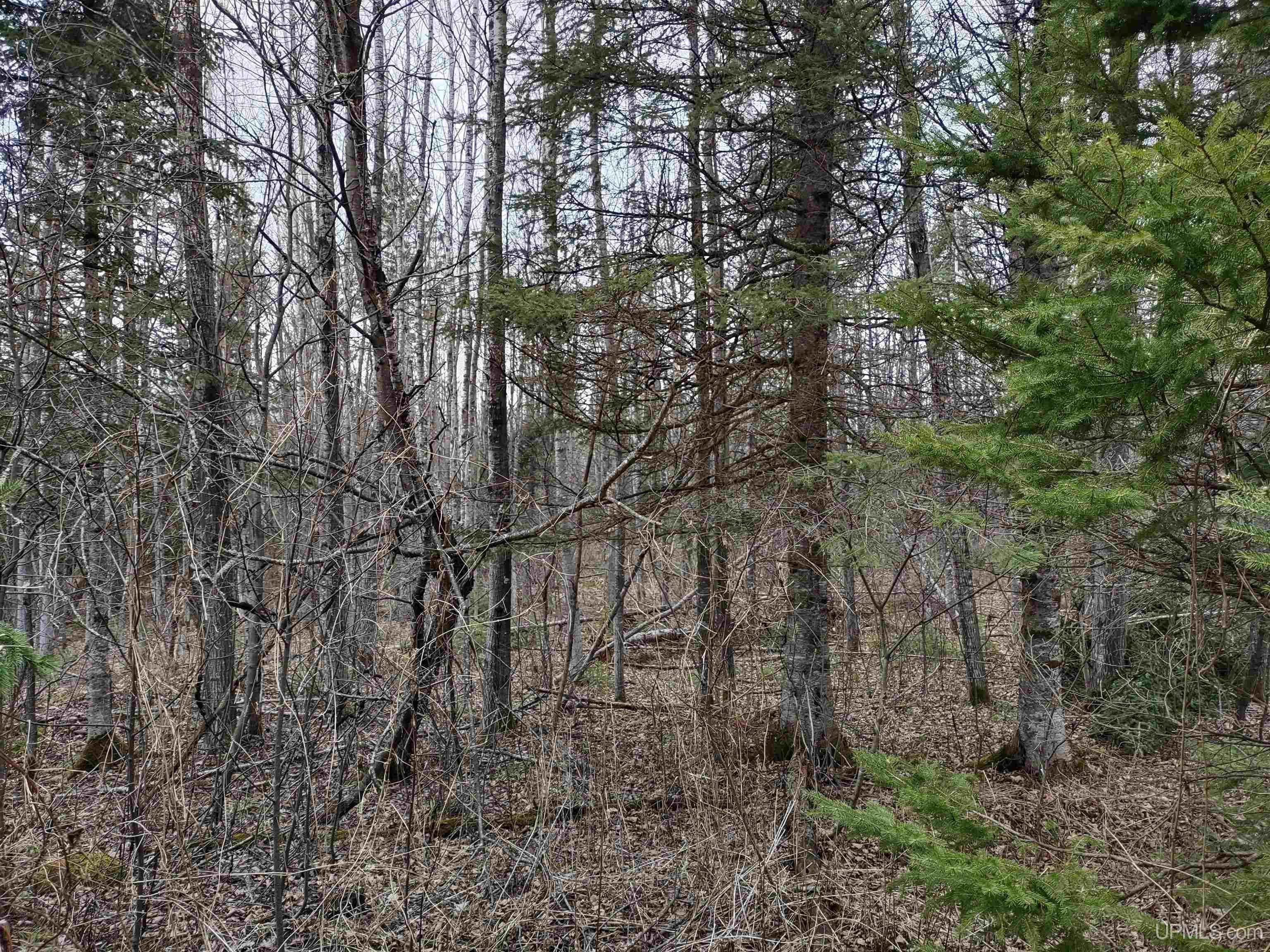 MLS 50172299 Large photo number 4 