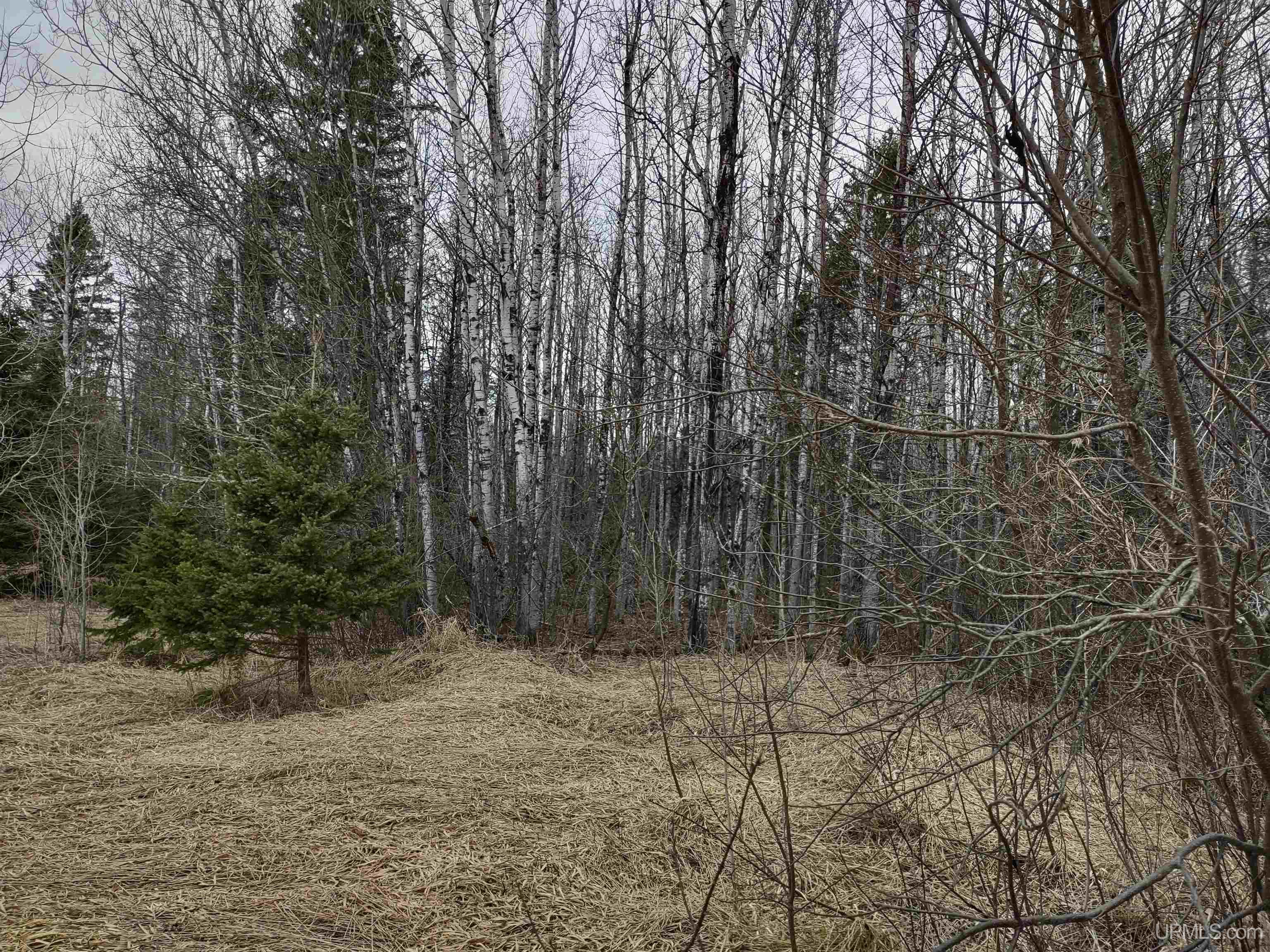 MLS 50172299 Large photo number 5 