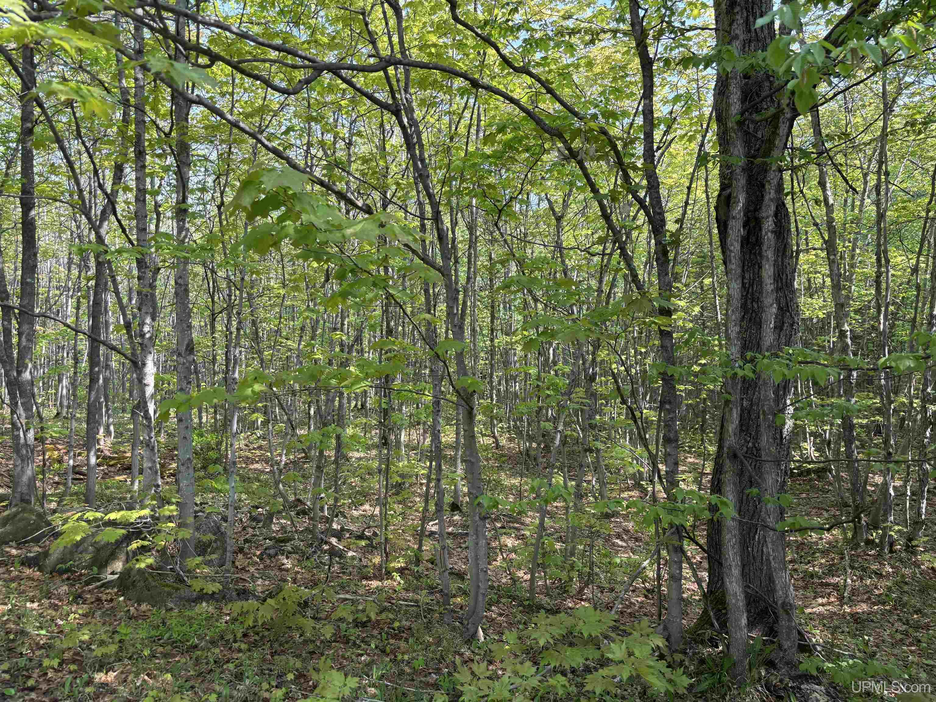 MLS 50172818 Large photo number 17 