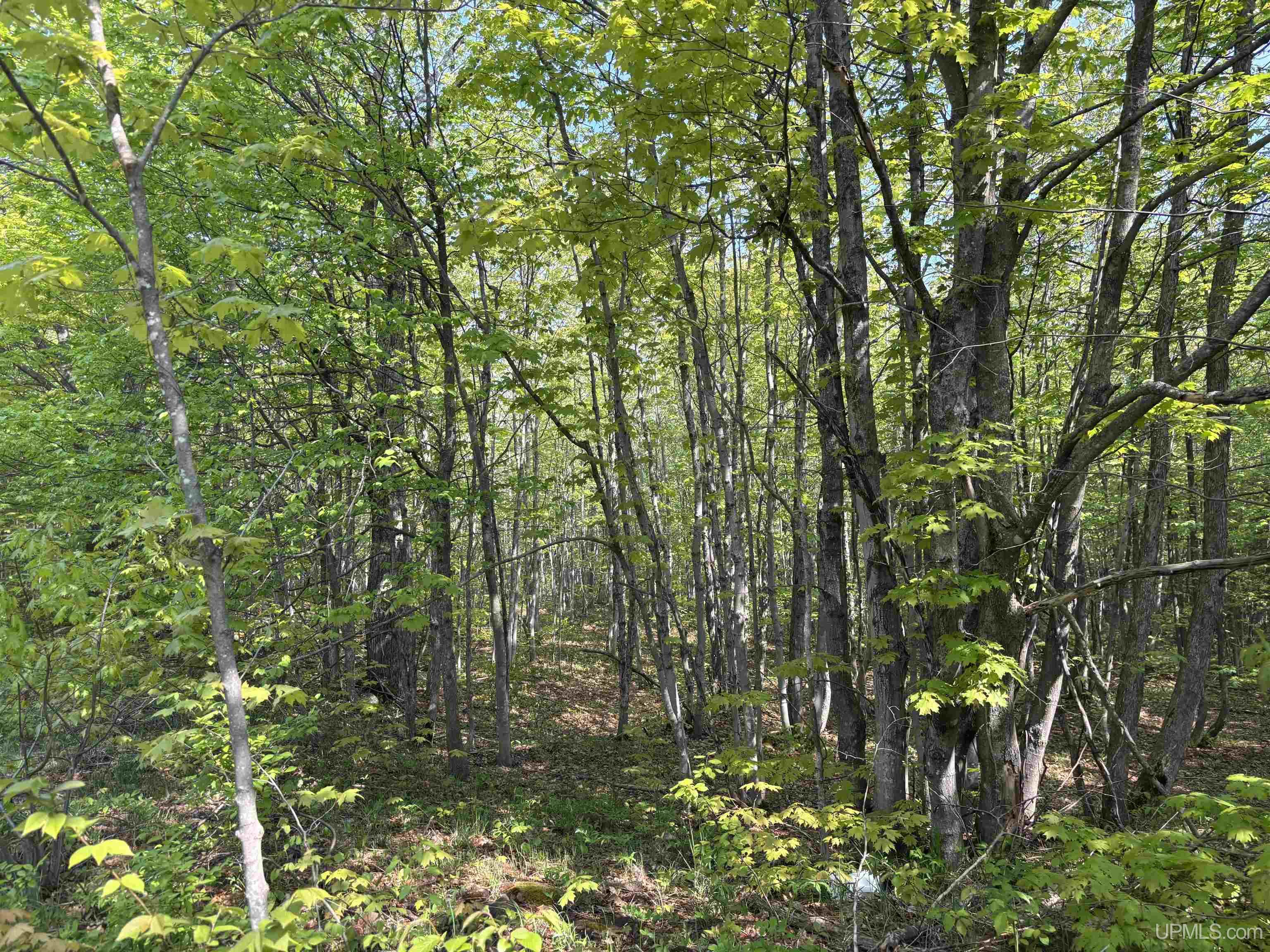 MLS 50172818 Large photo number 18 