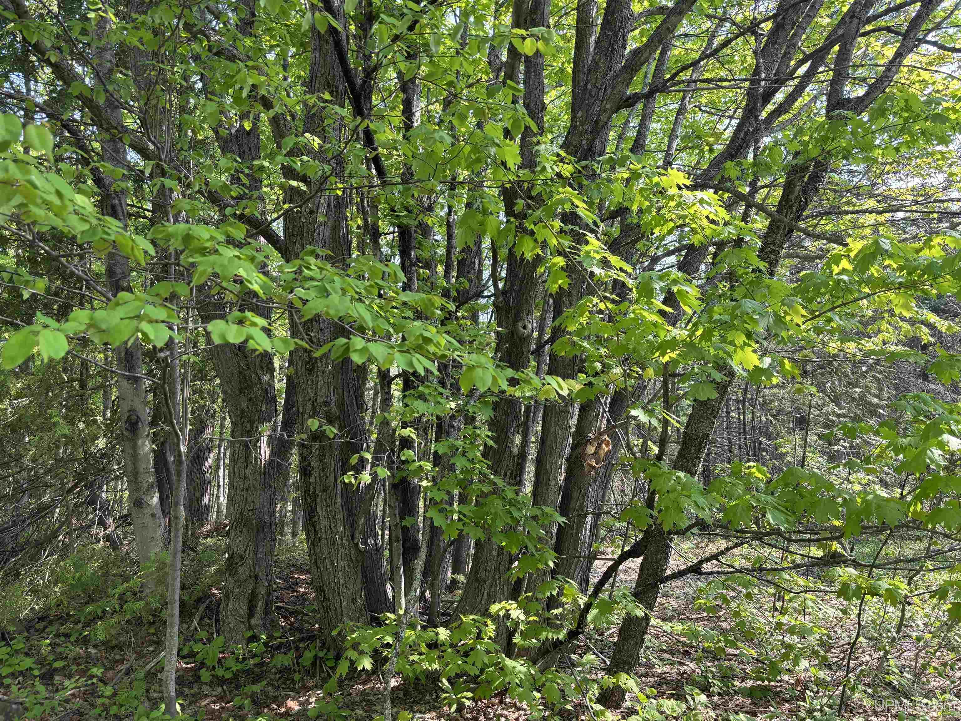 MLS 50172818 Large photo number 19 