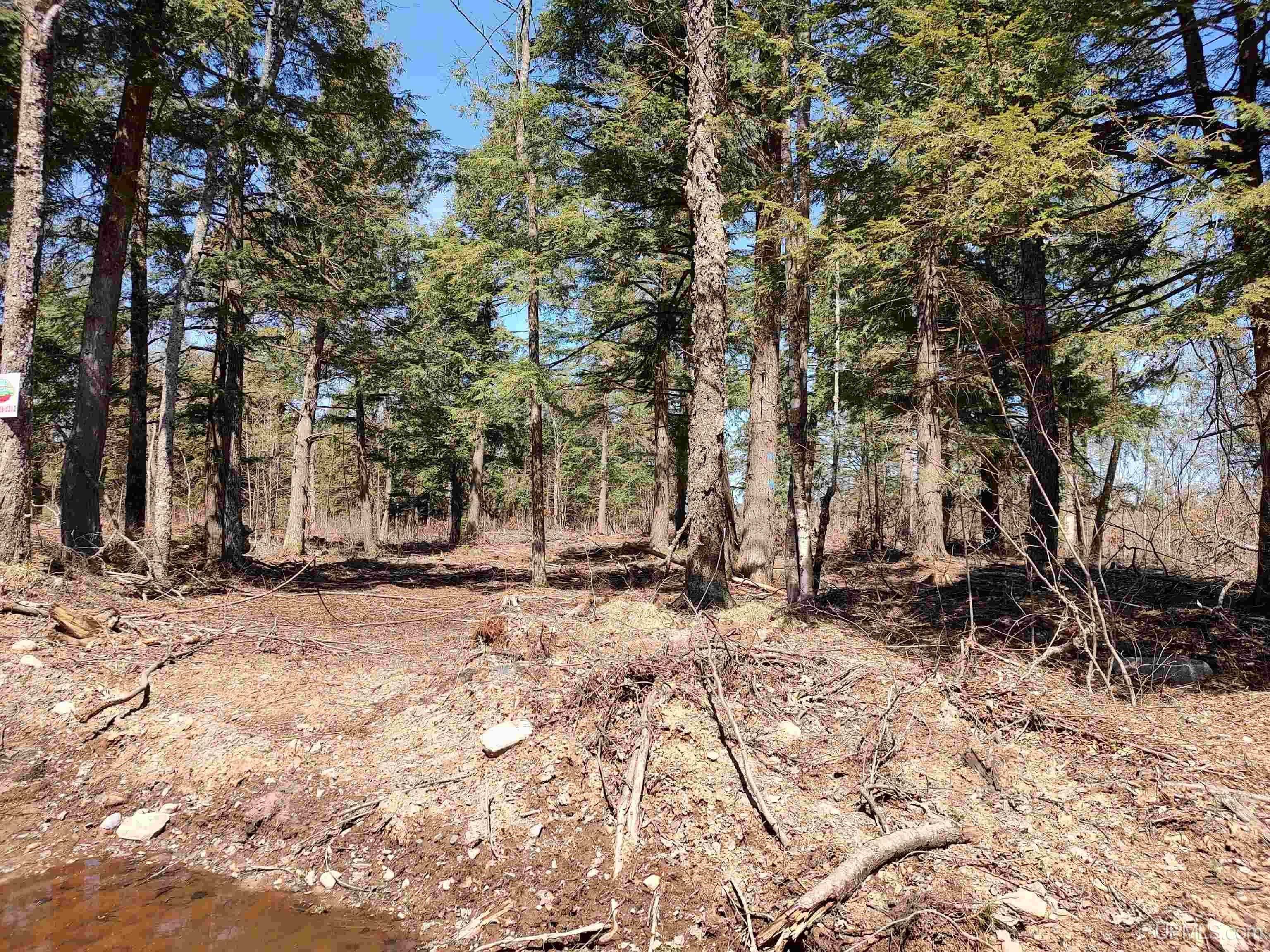 MLS 50175053 Large photo number 4 