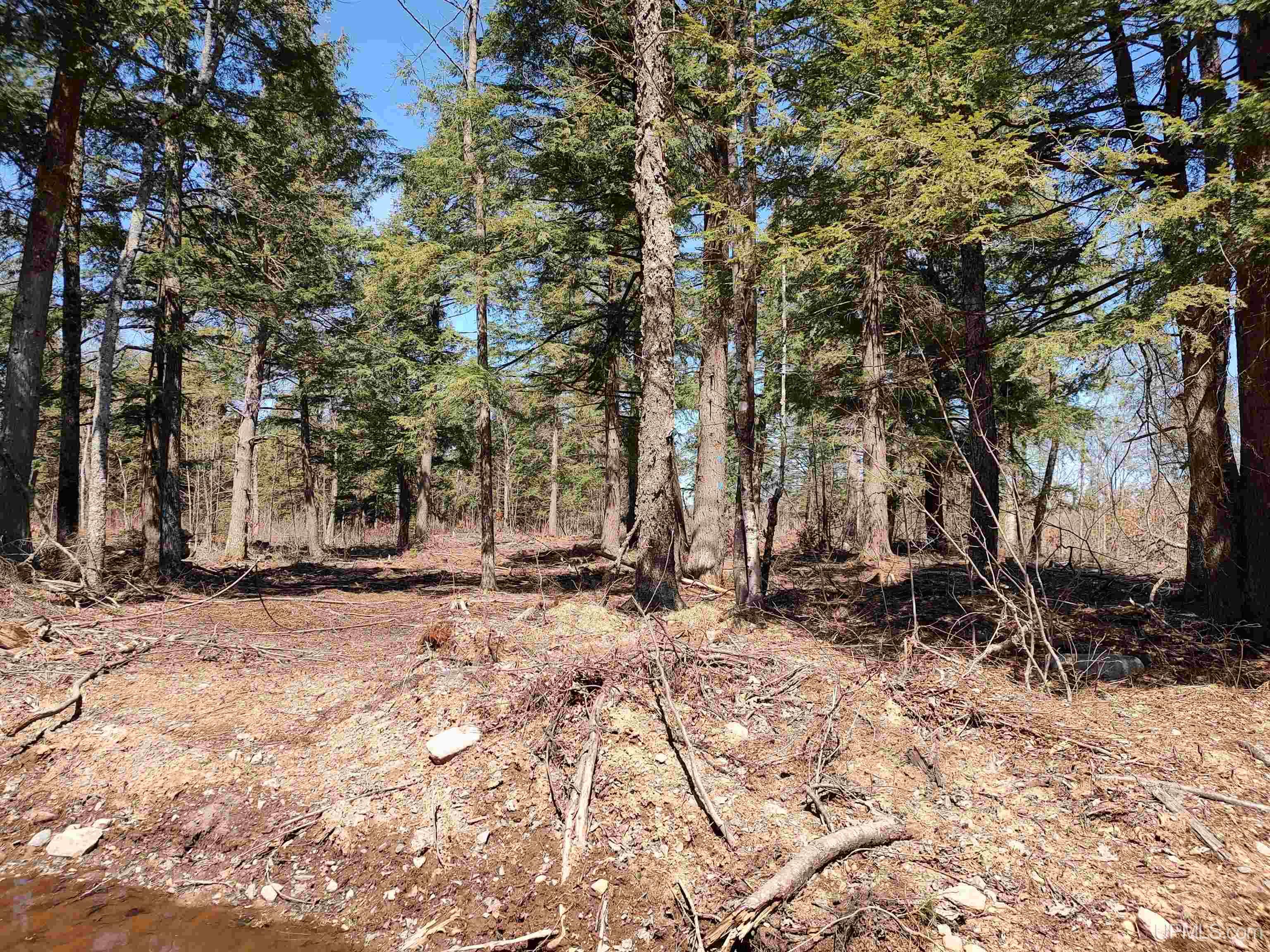 MLS 50175053 Large photo number 5 