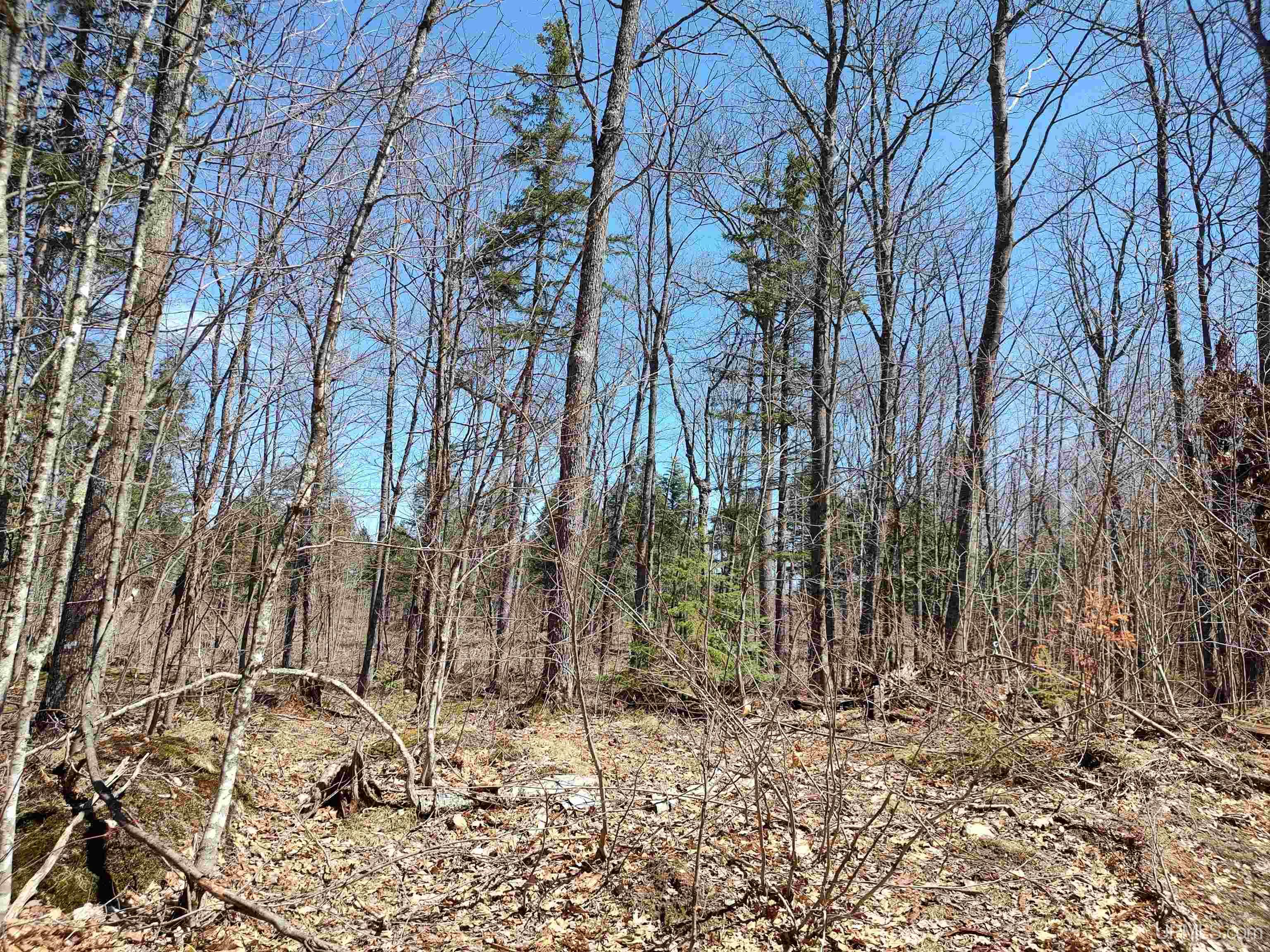 MLS 50175055 Large photo number 5 