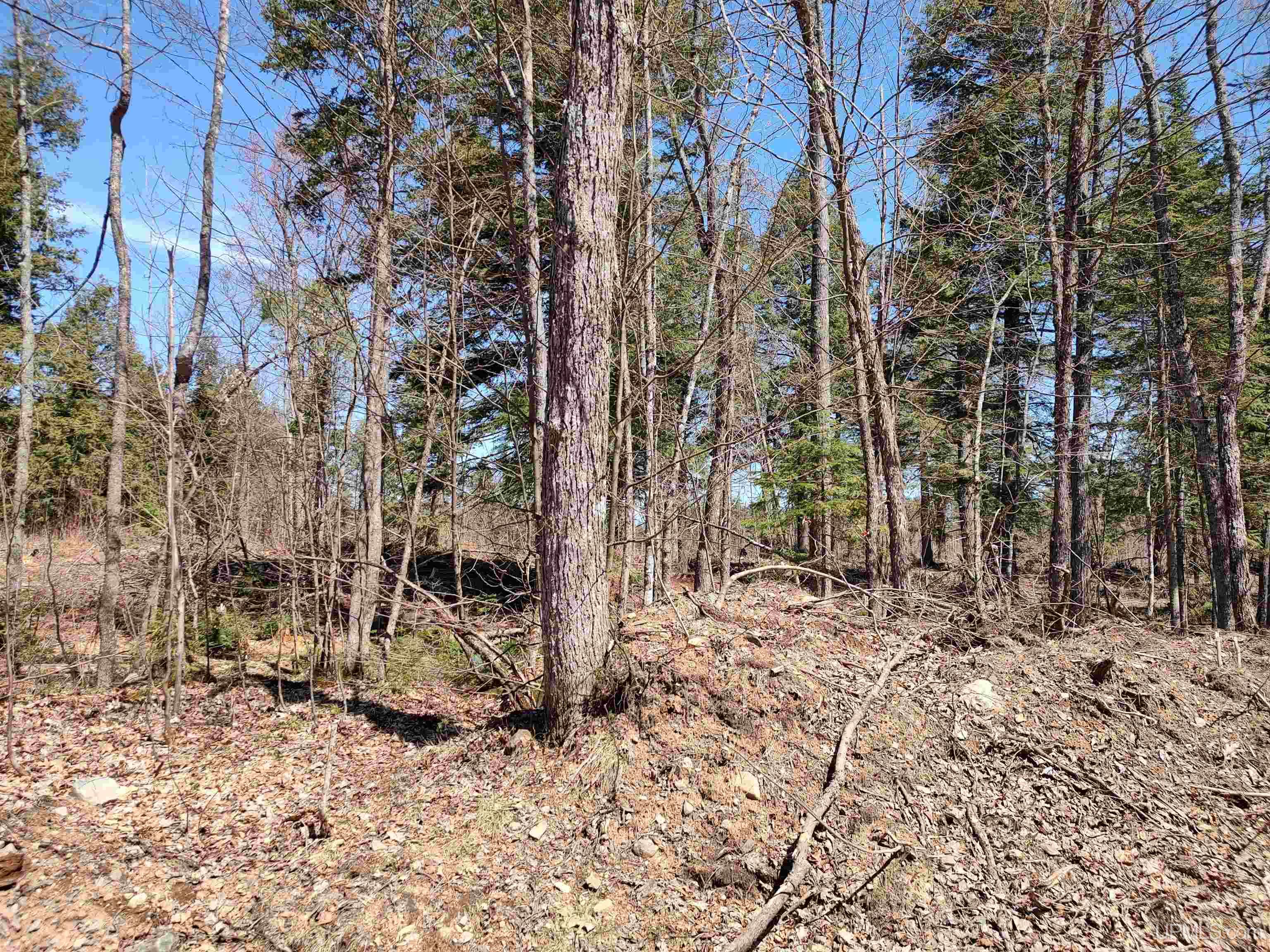 MLS 50175055 Large photo number 6 