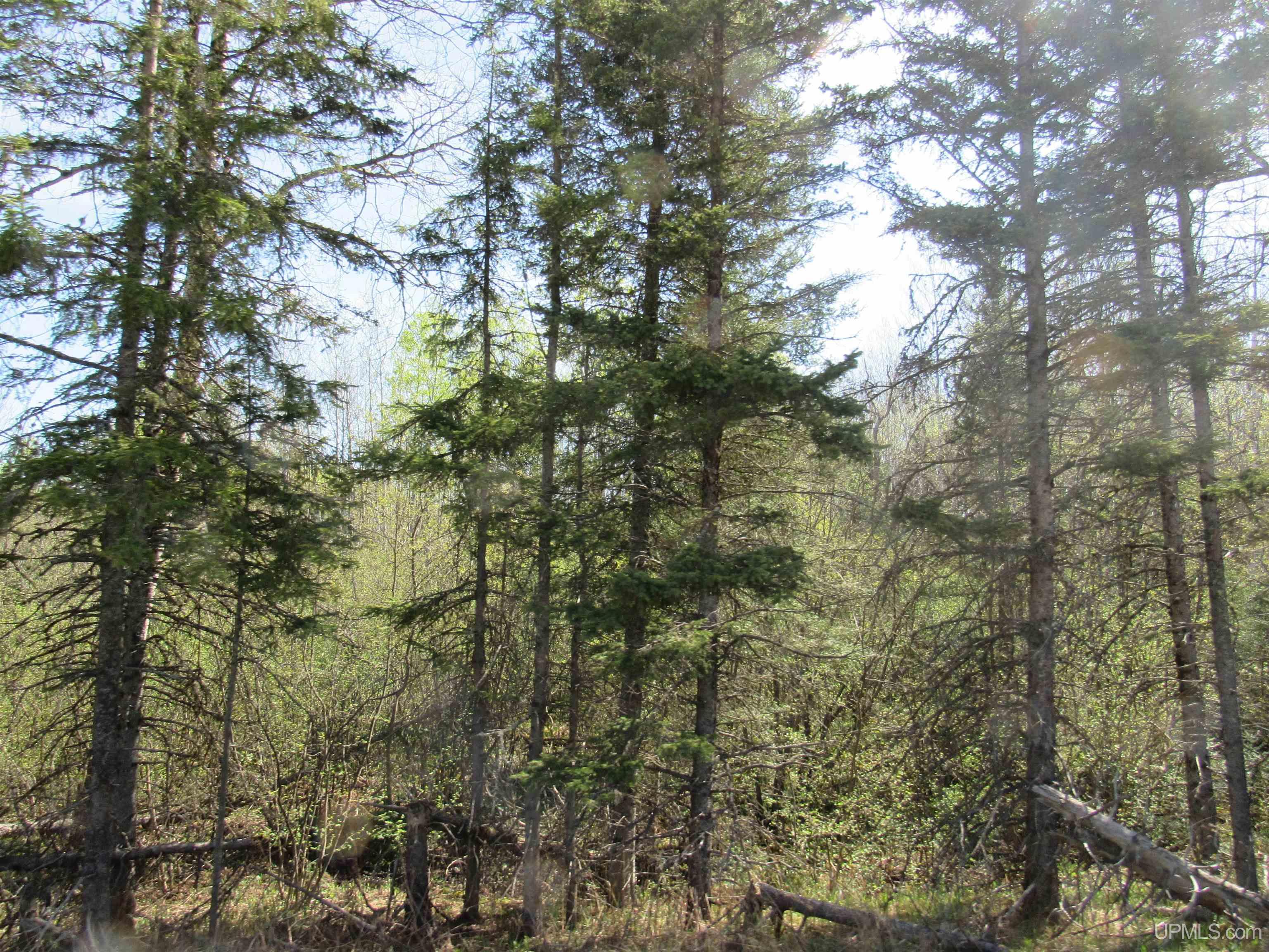 MLS 50175744 Large photo number 12 
