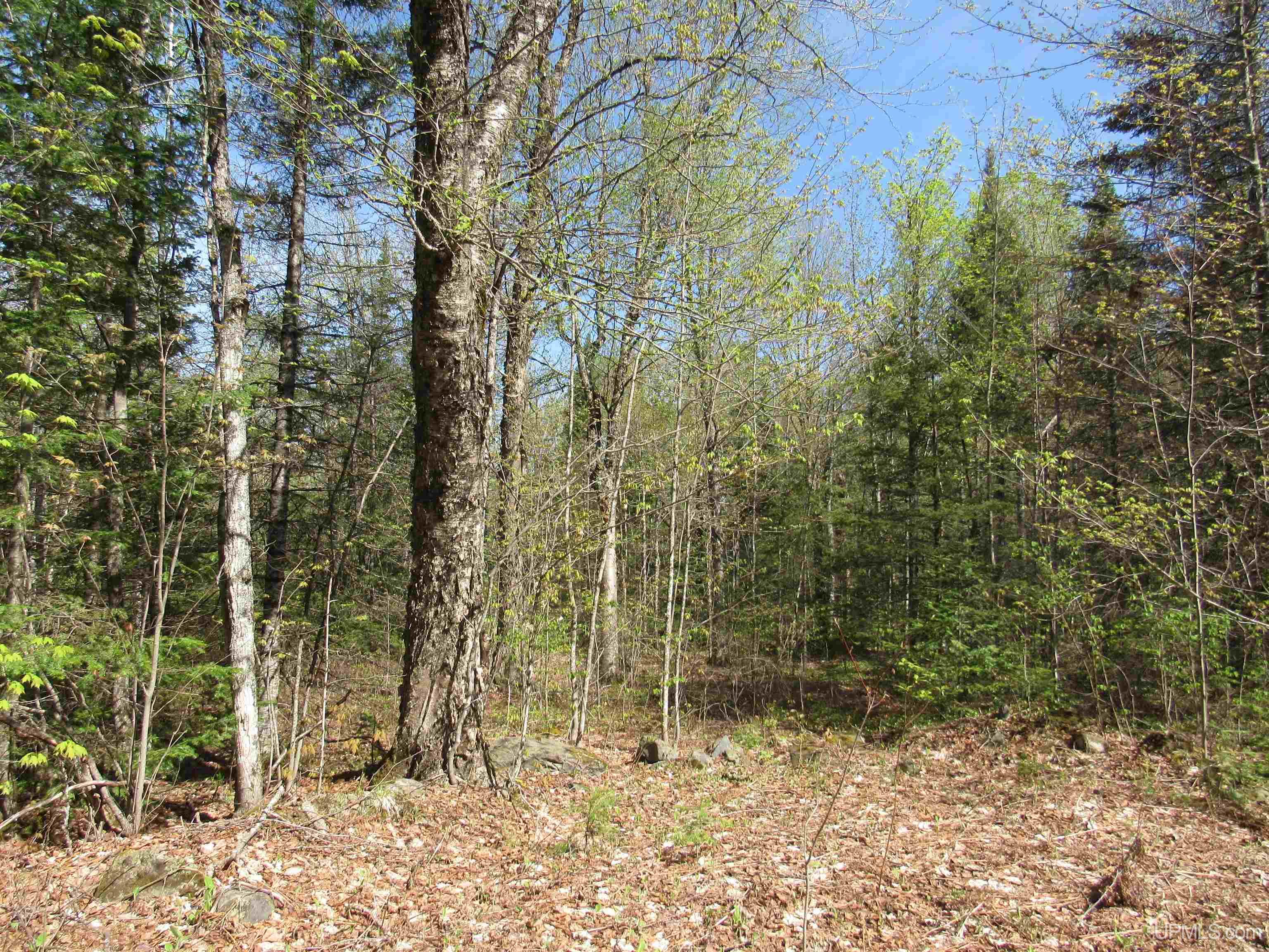 MLS 50175744 Large photo number 3 