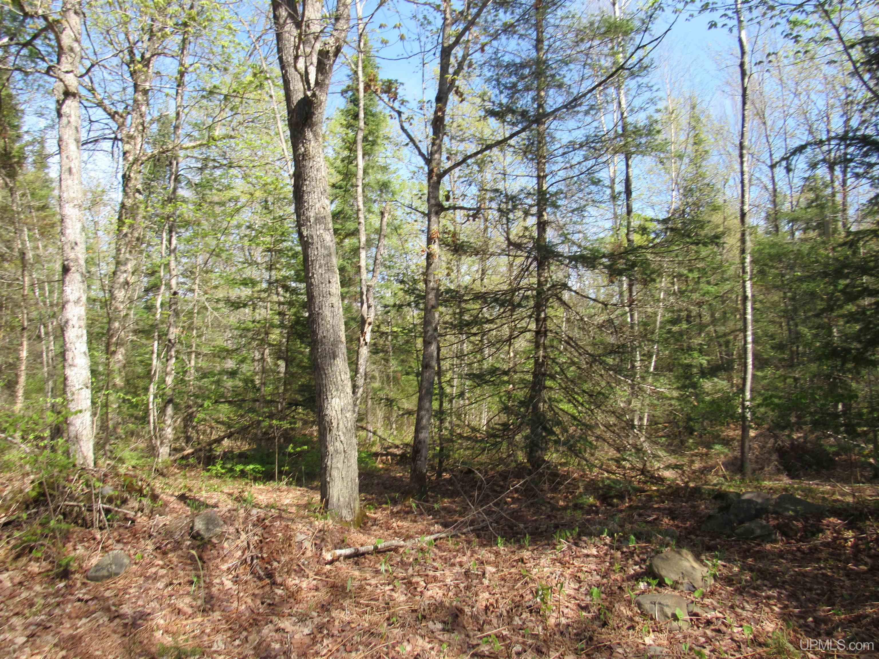 MLS 50175744 Large photo number 4 