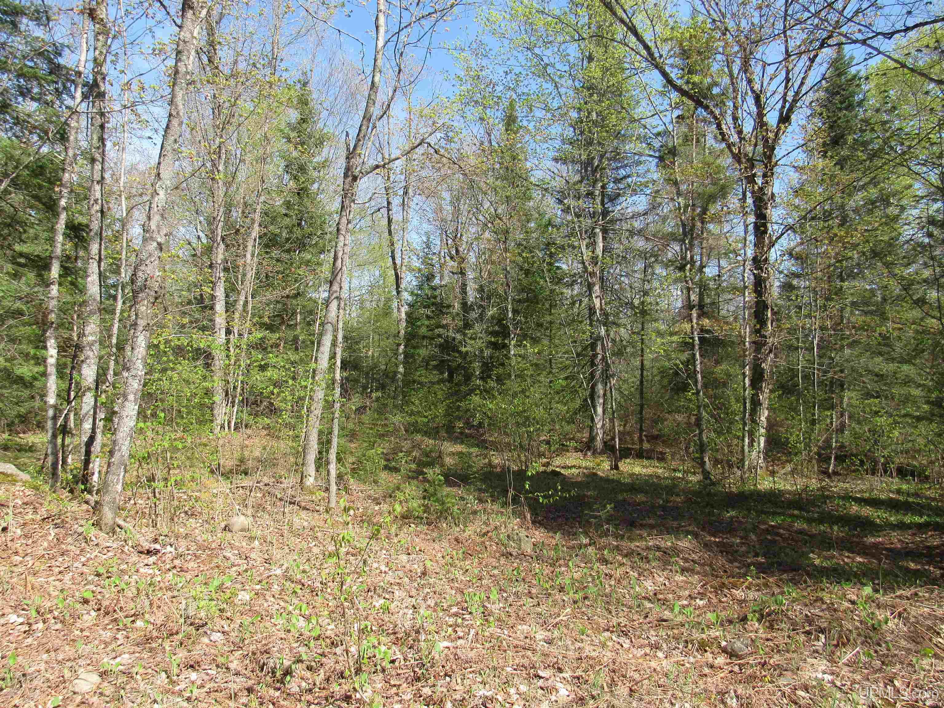 MLS 50175744 Large photo number 5 