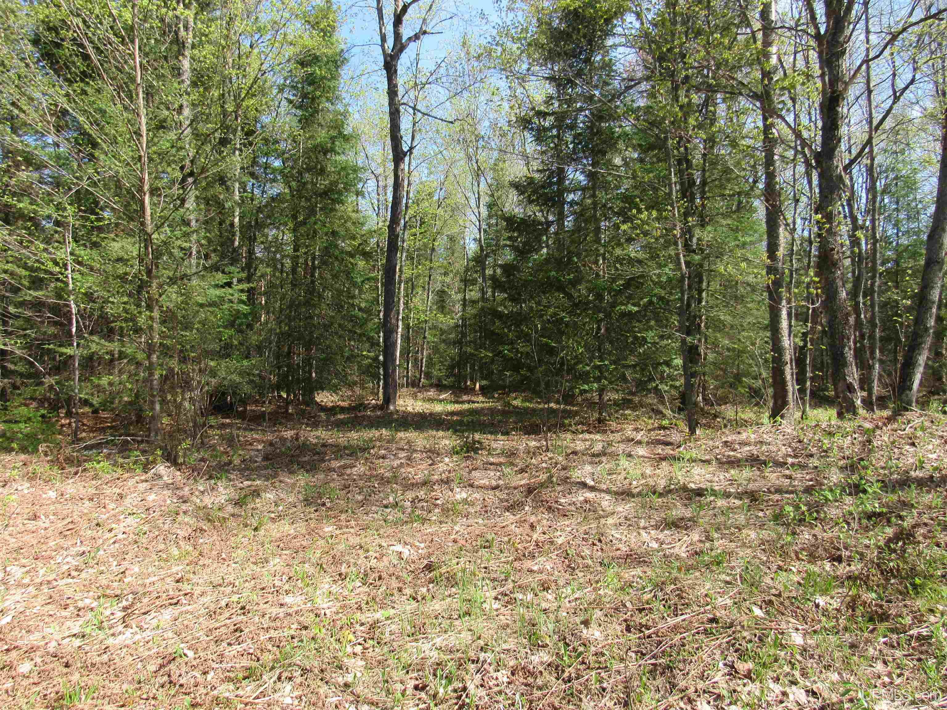 MLS 50175744 Large photo number 6 