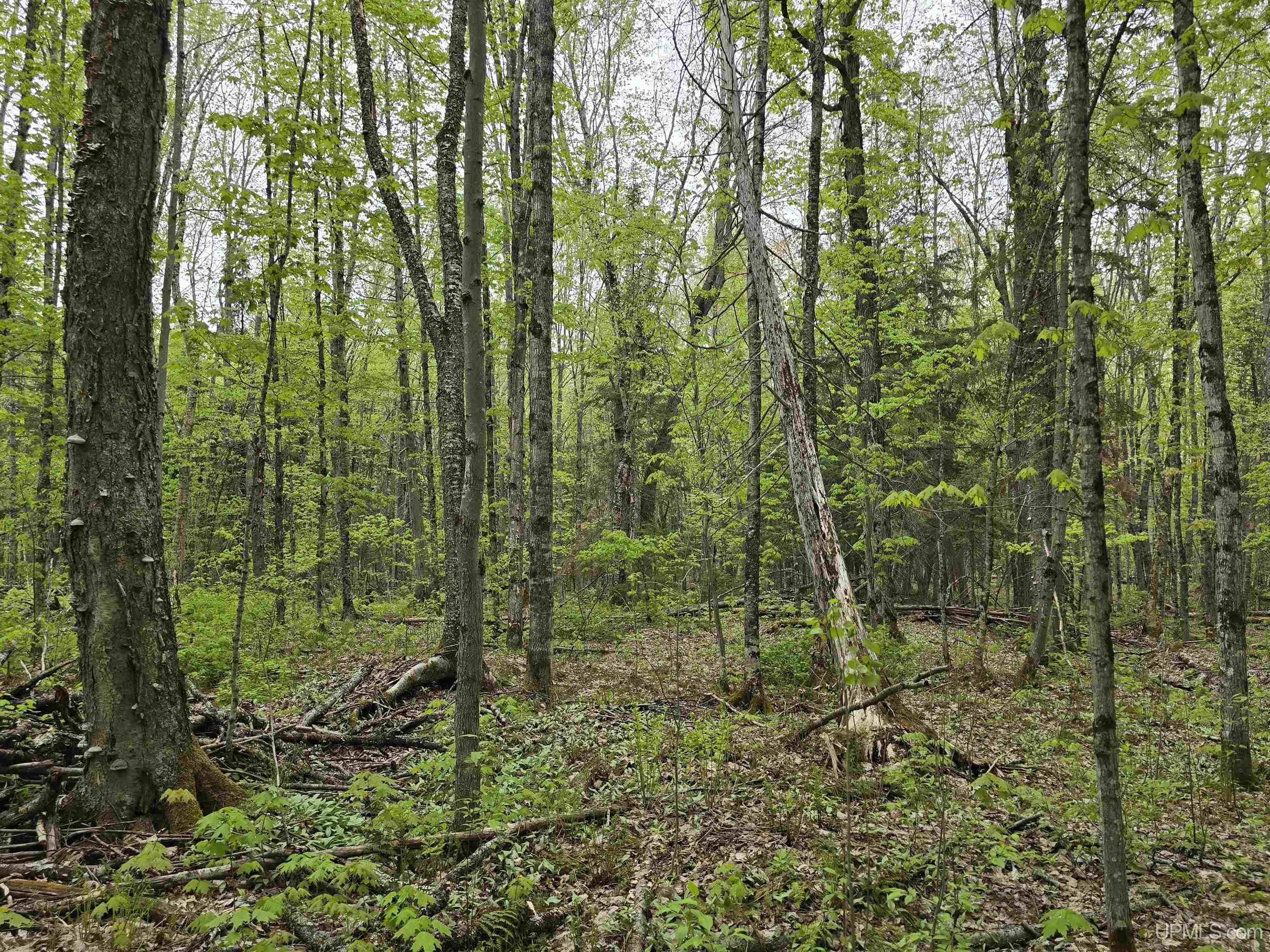 MLS 50176044 Large photo number 11 