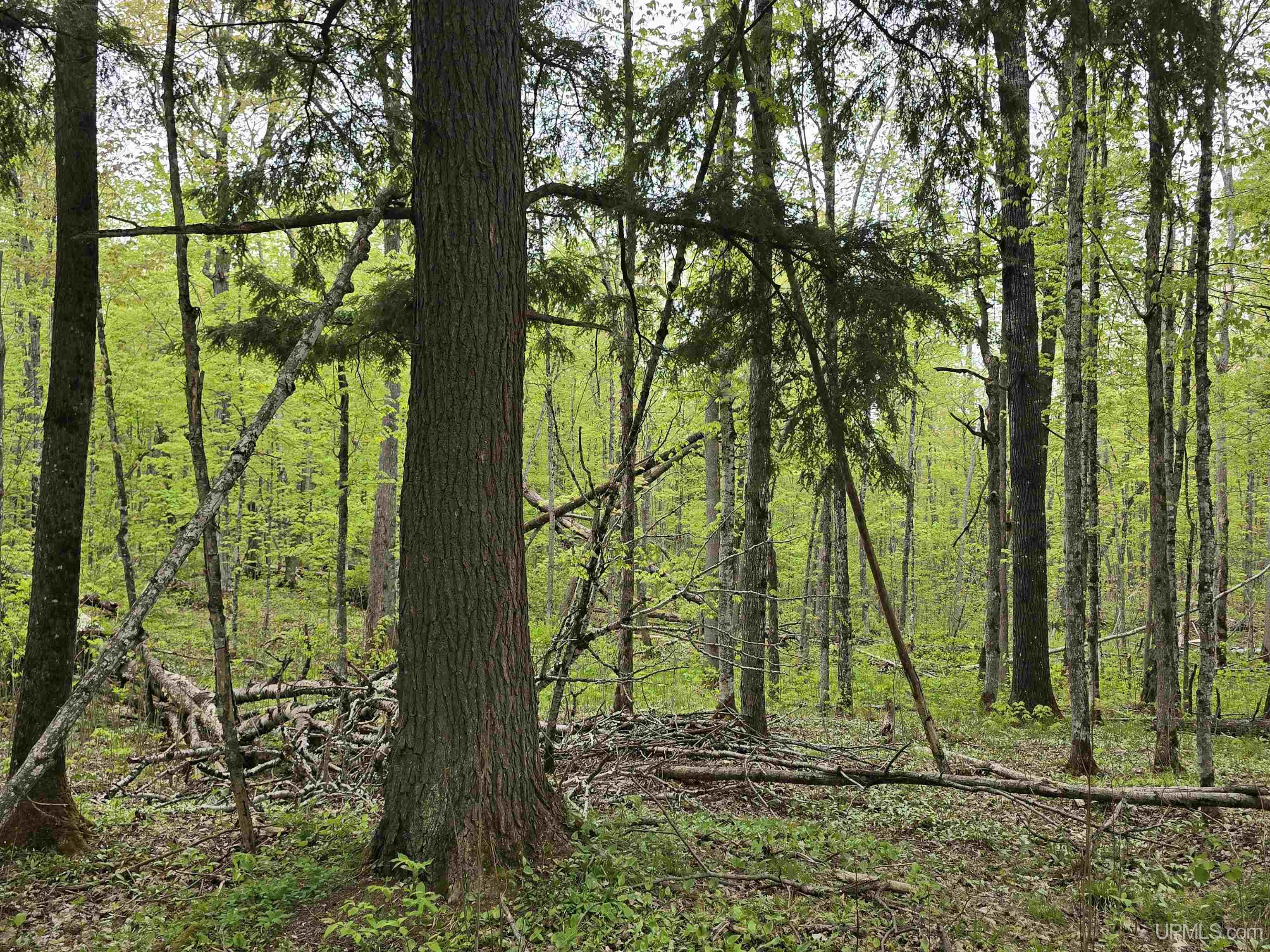 MLS 50176044 Large photo number 13 