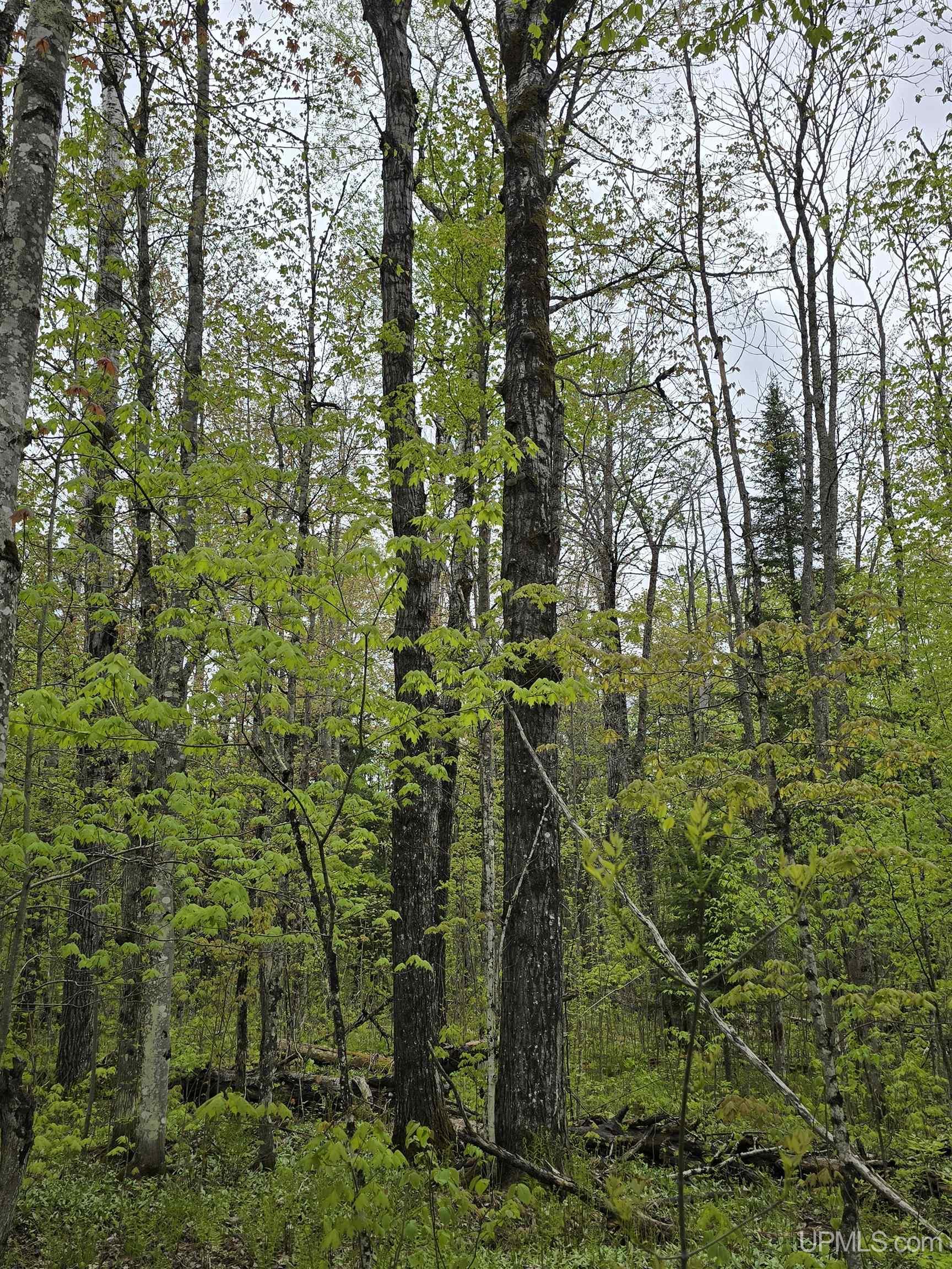 MLS 50176044 Large photo number 14 