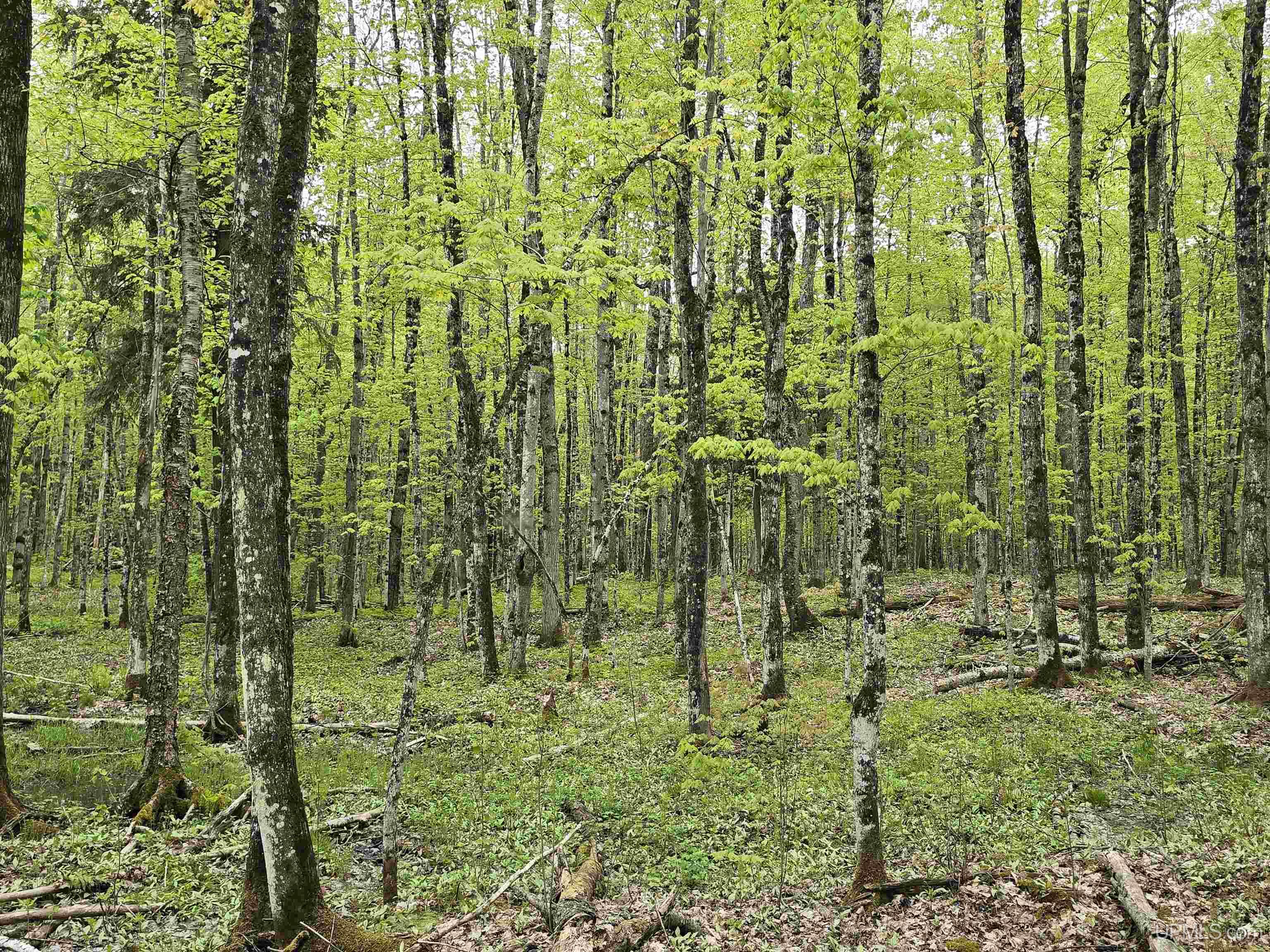 MLS 50176044 Large photo number 18 