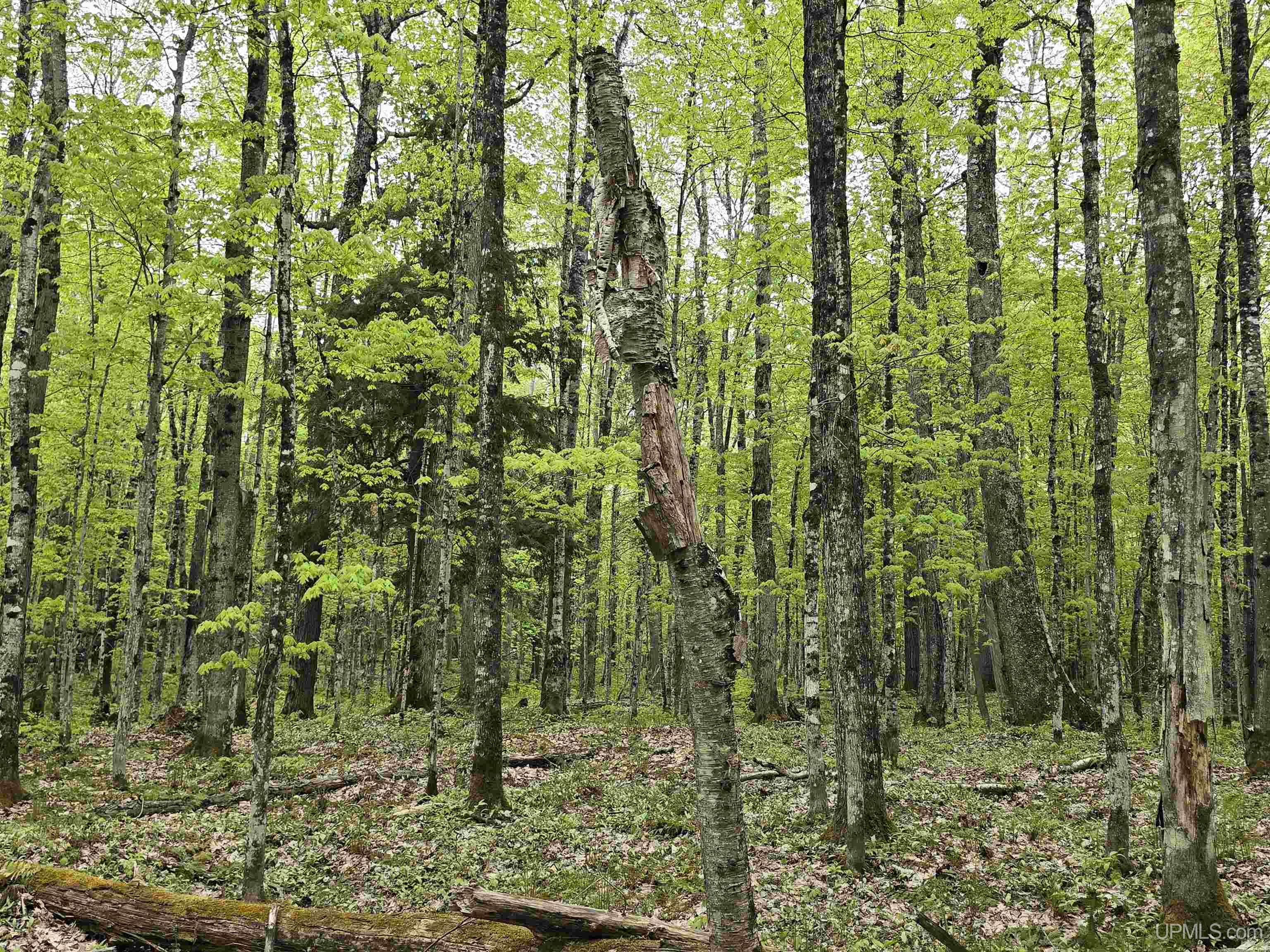 MLS 50176044 Large photo number 19 
