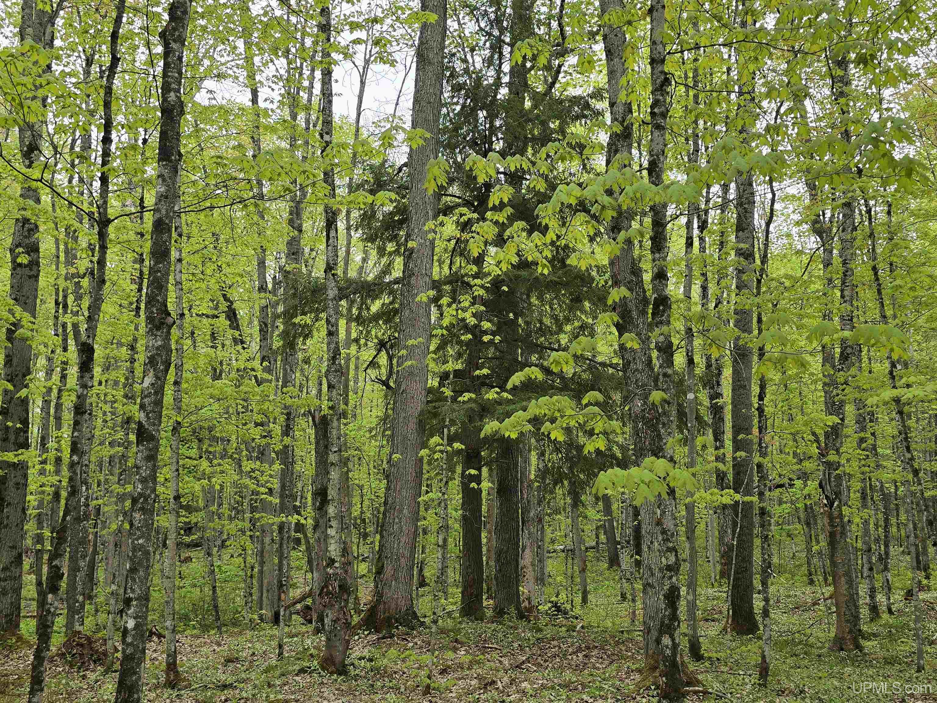 MLS 50176044 Large photo number 20 