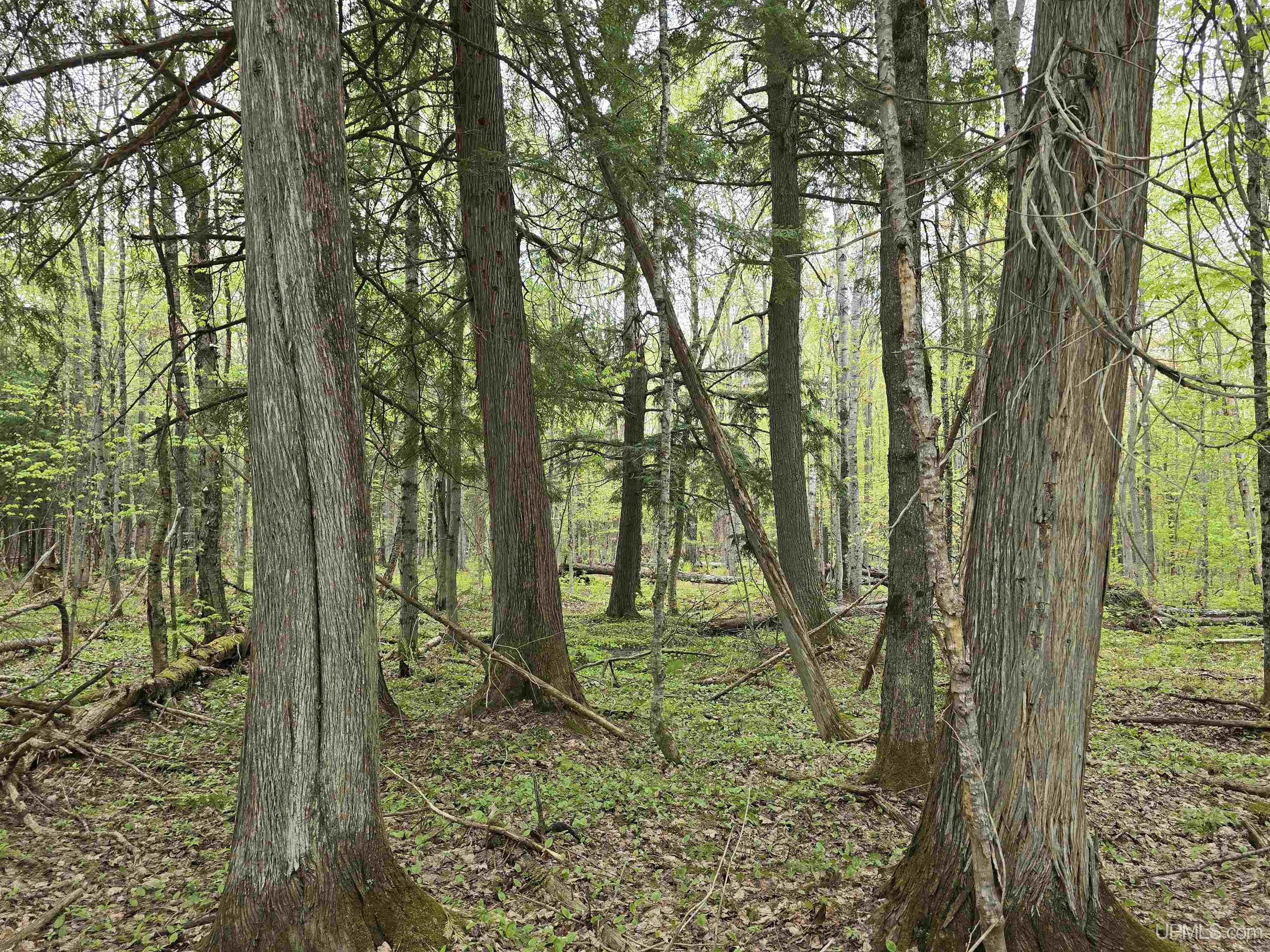 MLS 50176044 Large photo number 22 