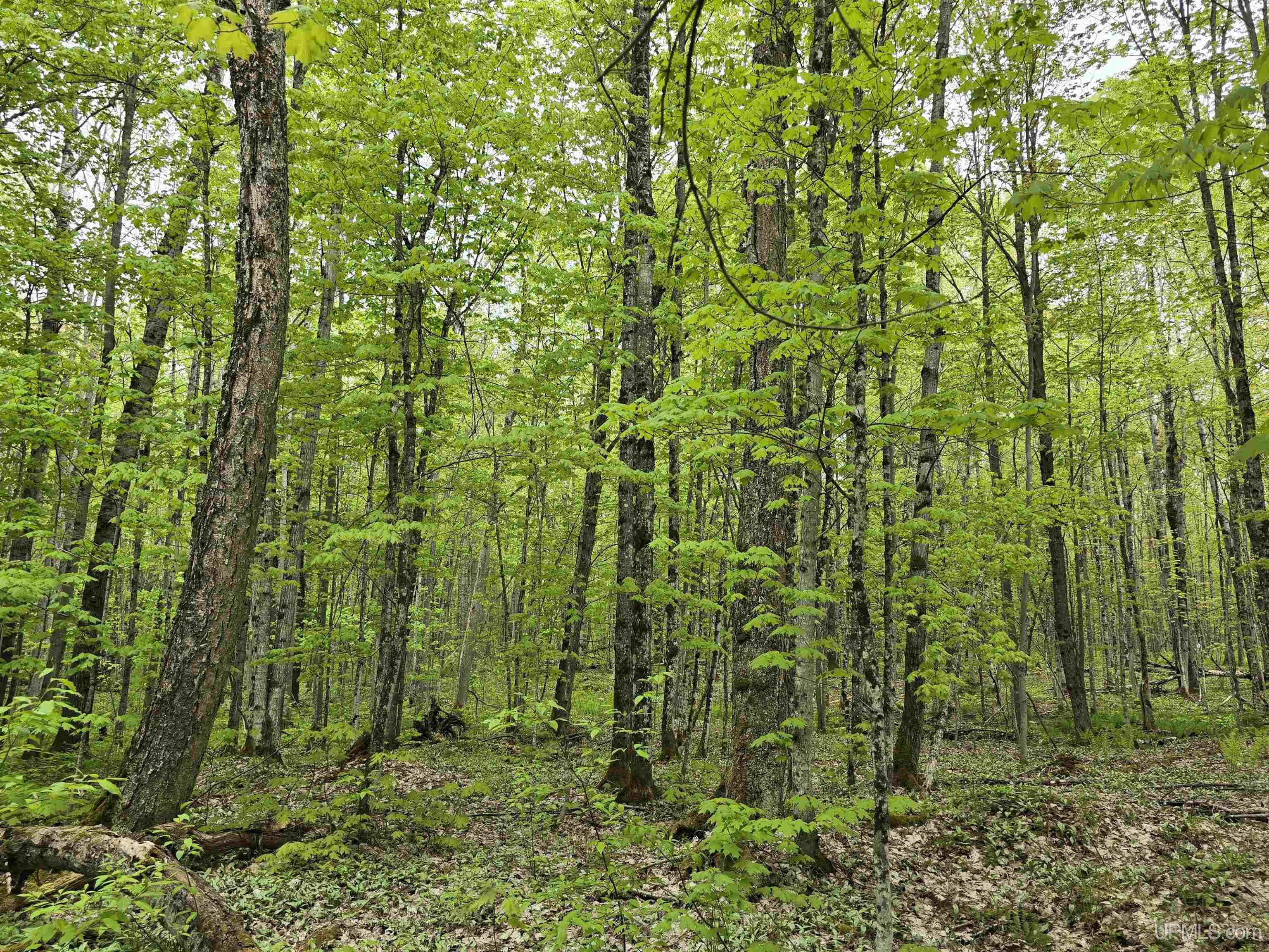 MLS 50176044 Large photo number 23 