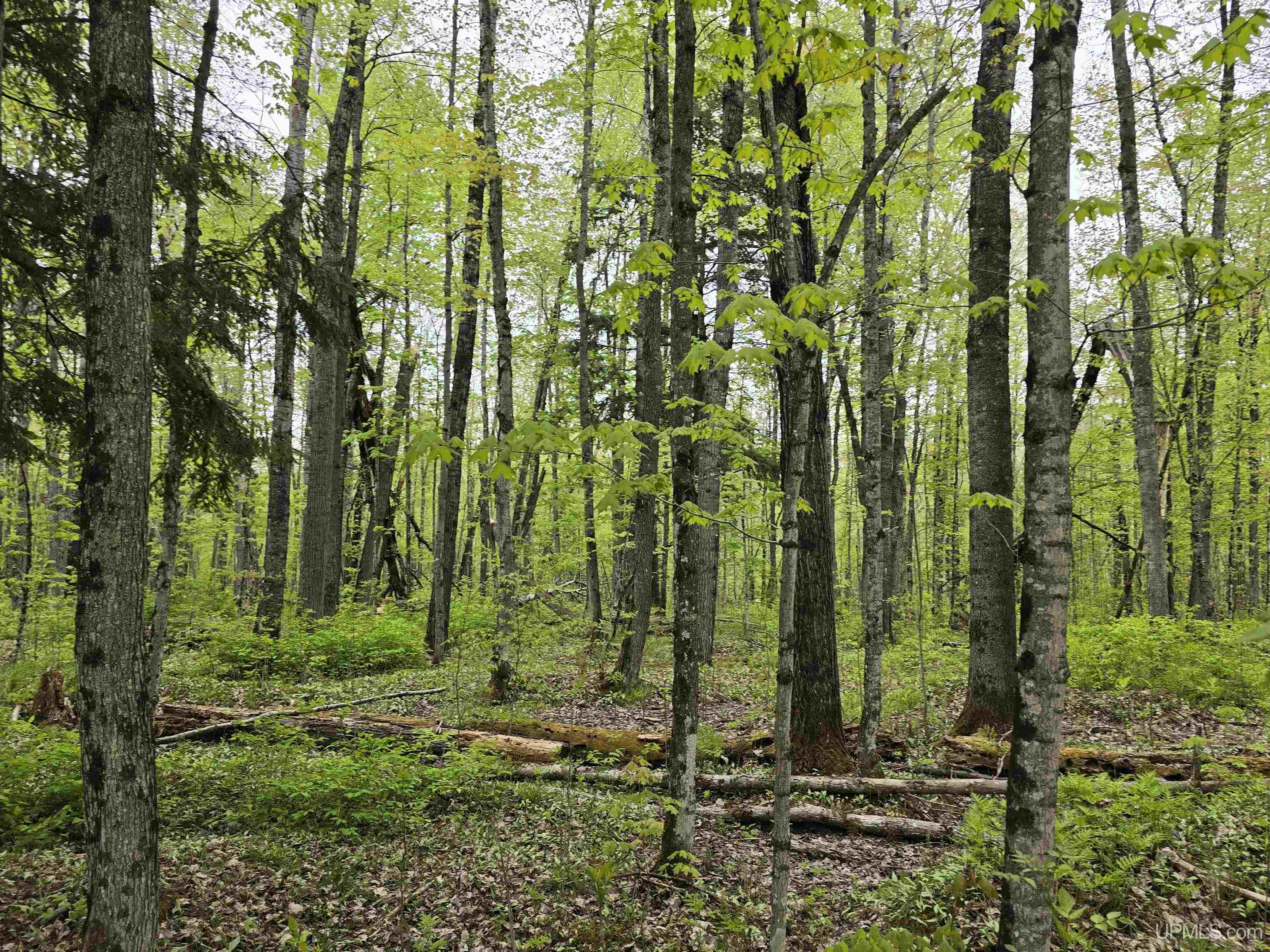 MLS 50176044 Large photo number 25 