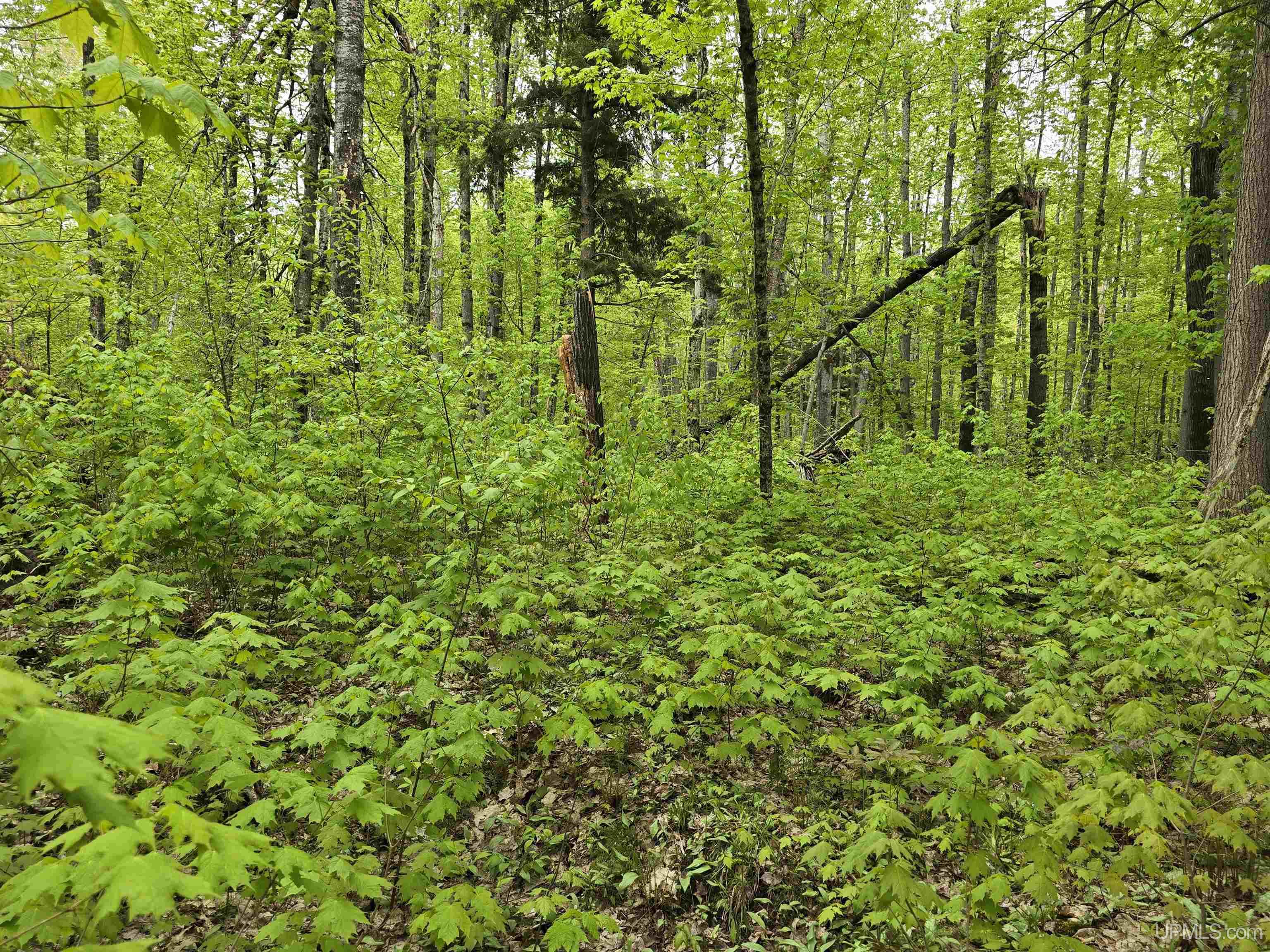 MLS 50176044 Large photo number 27 