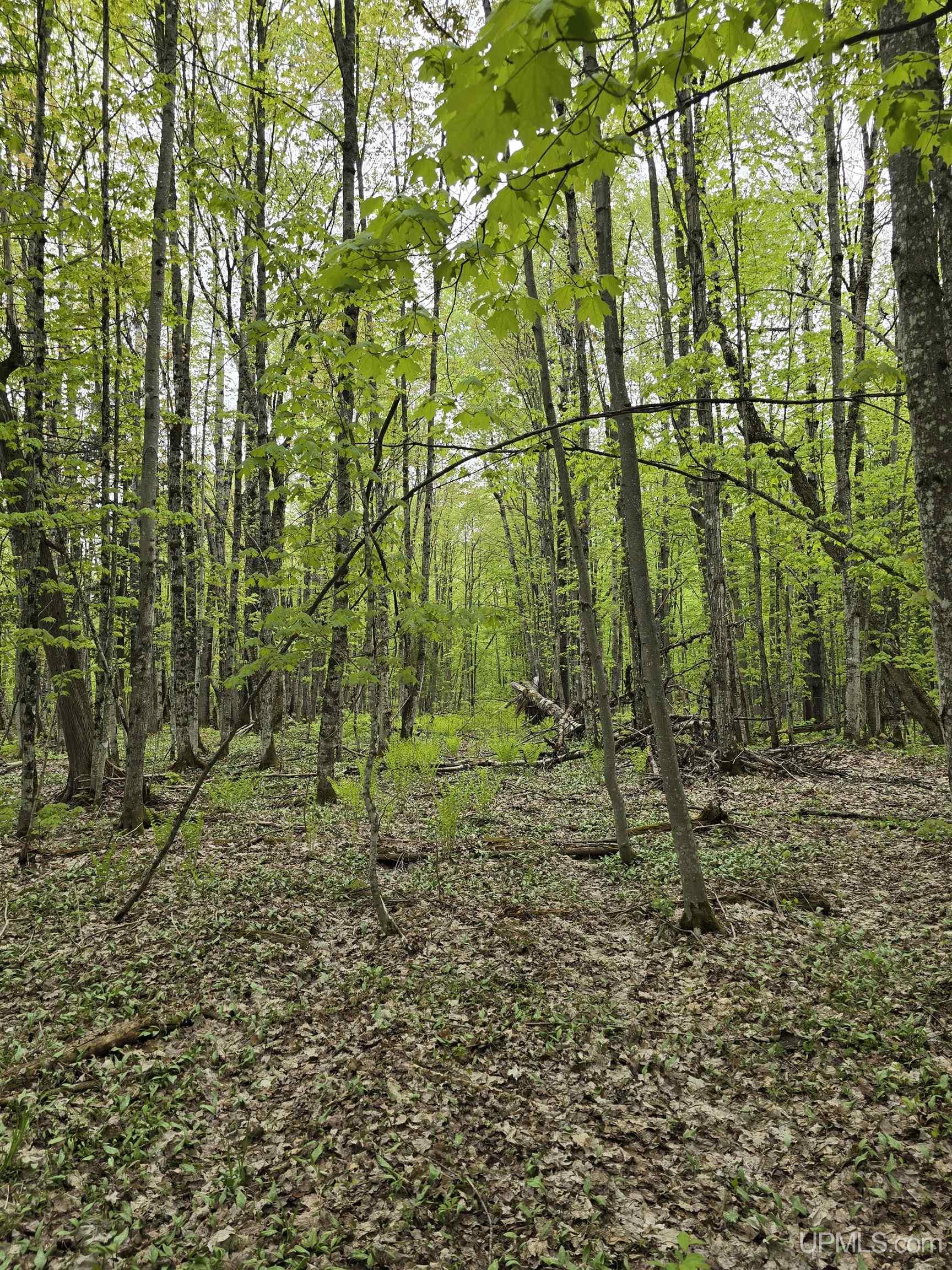 MLS 50176044 Large photo number 28 