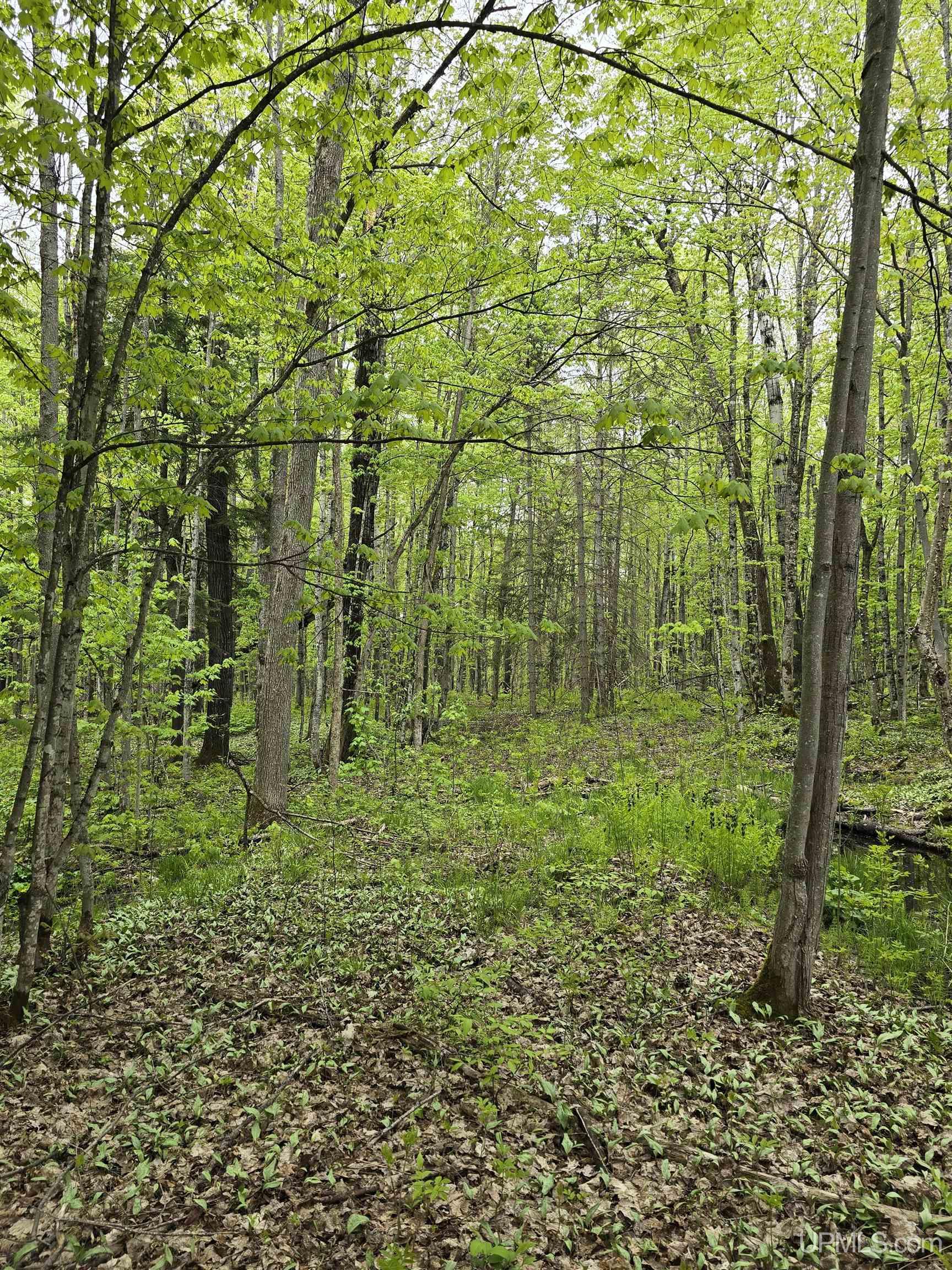 MLS 50176044 Large photo number 29 