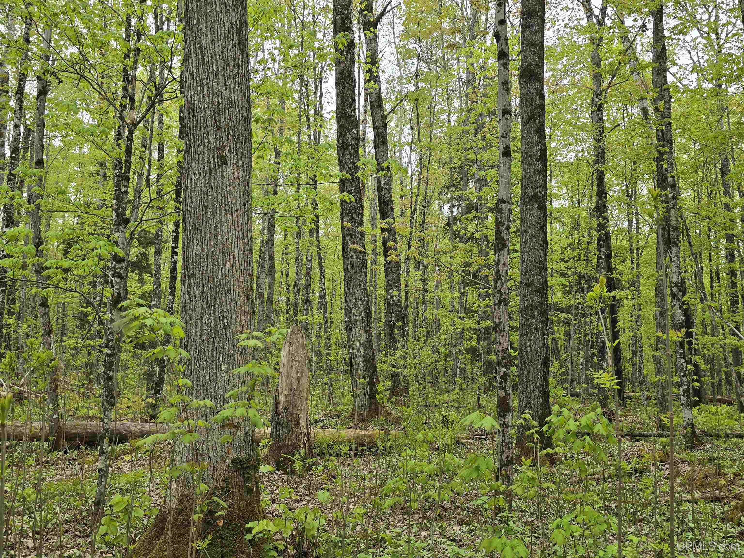 MLS 50176044 Large photo number 4 