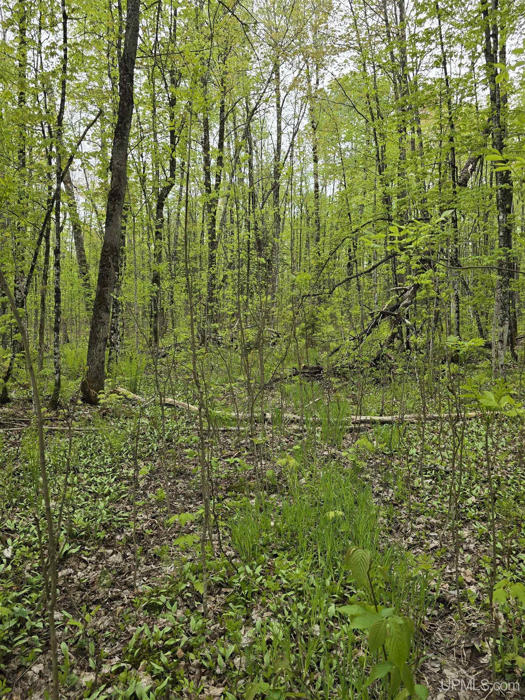 MLS 50176044 Large photo number 31 