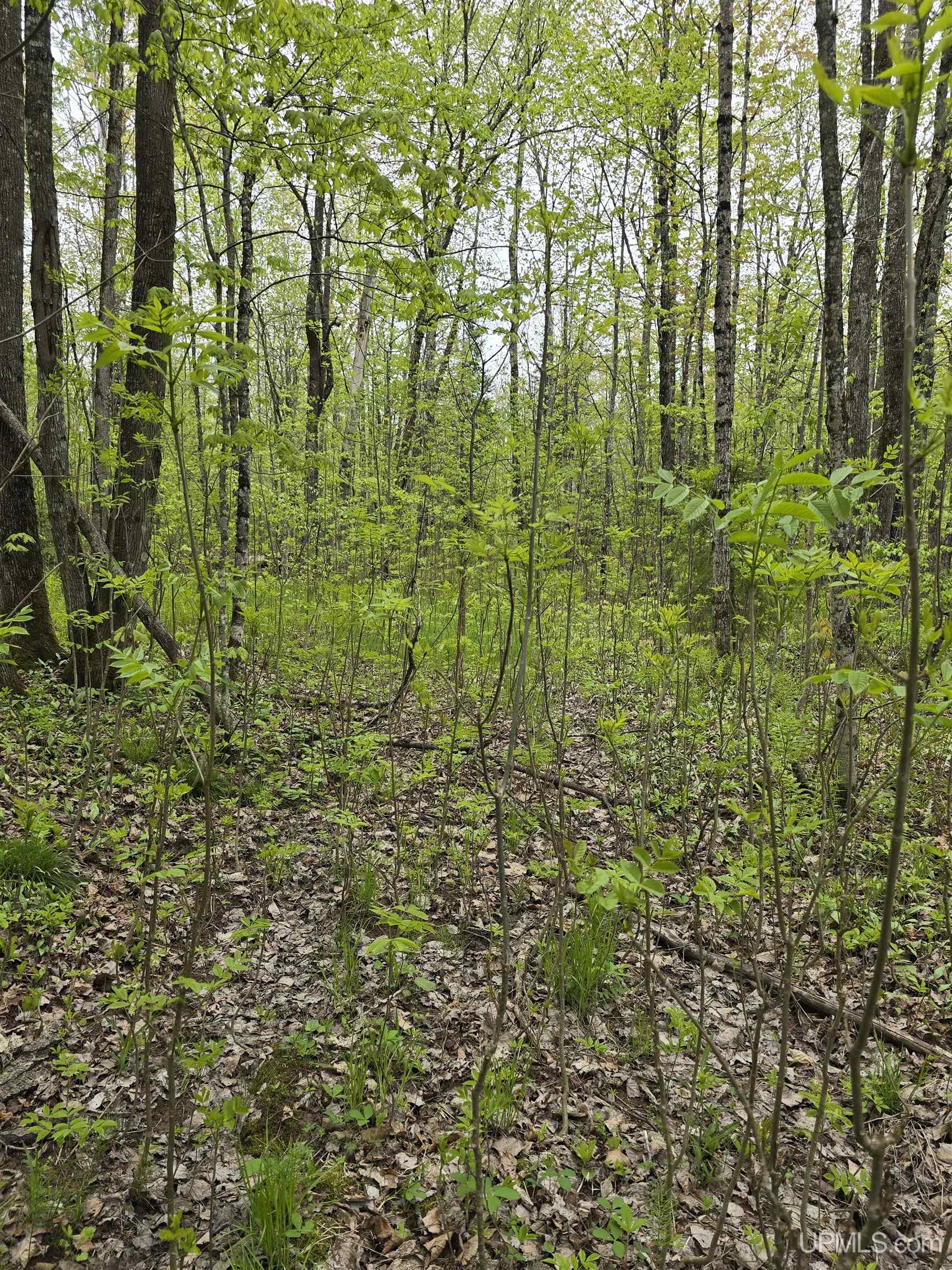 MLS 50176044 Large photo number 32 