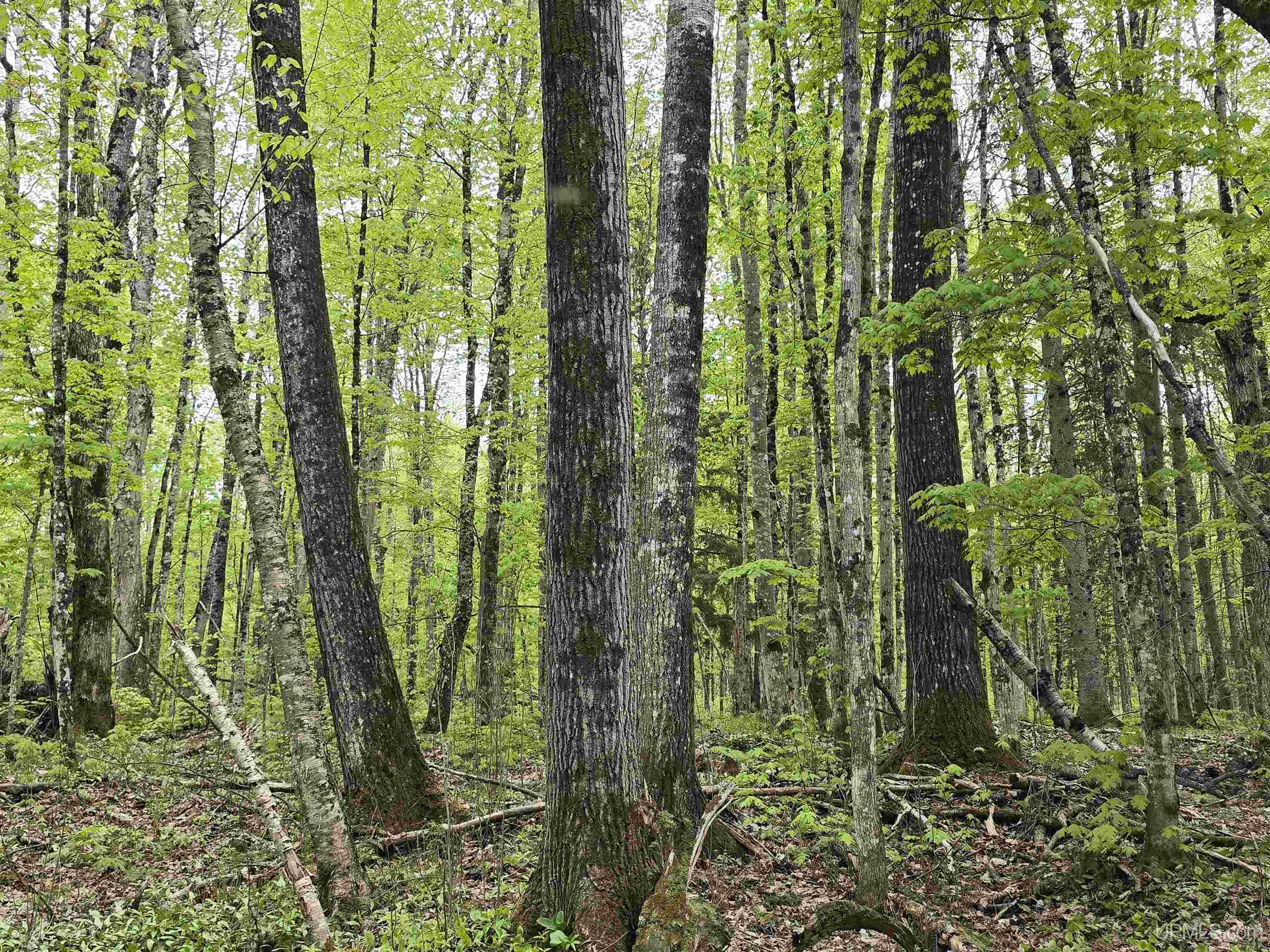 MLS 50176044 Large photo number 5 