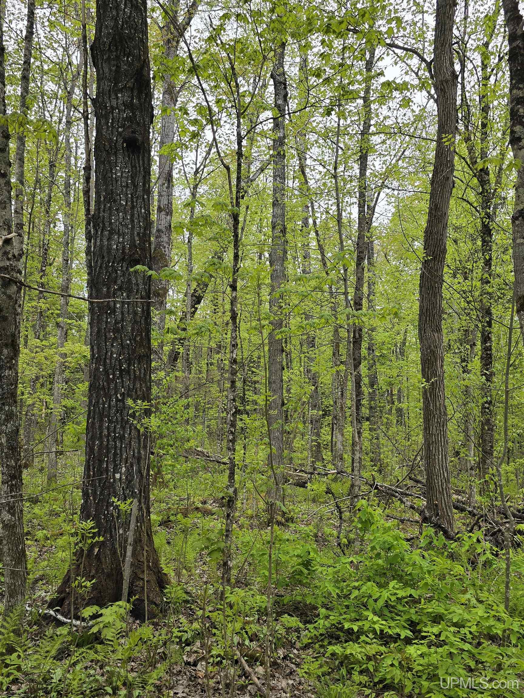 MLS 50176044 Large photo number 6 