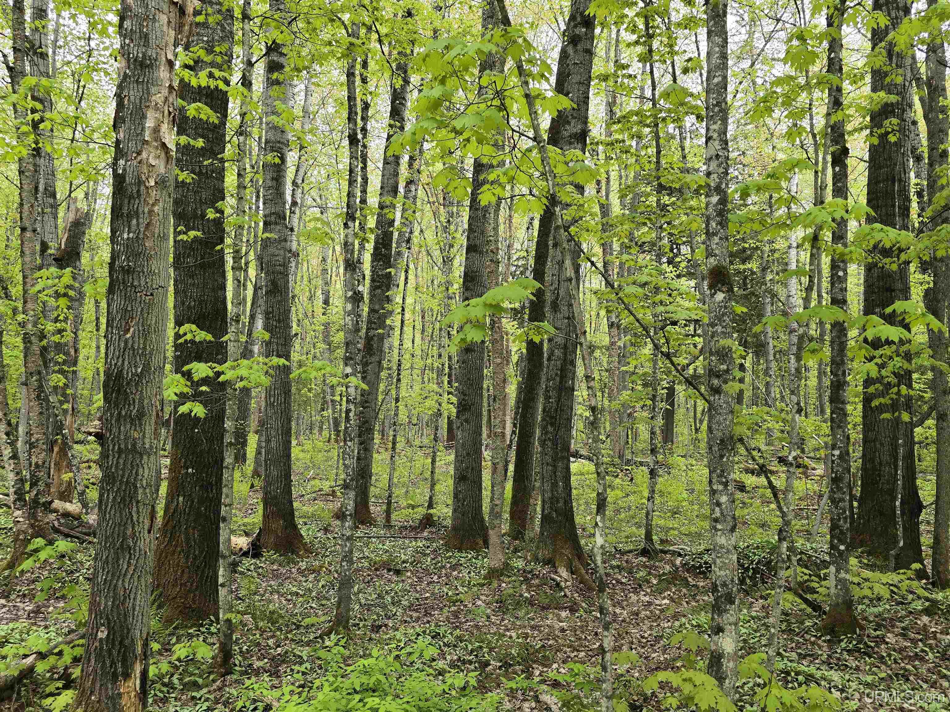MLS 50176044 Large photo number 8 