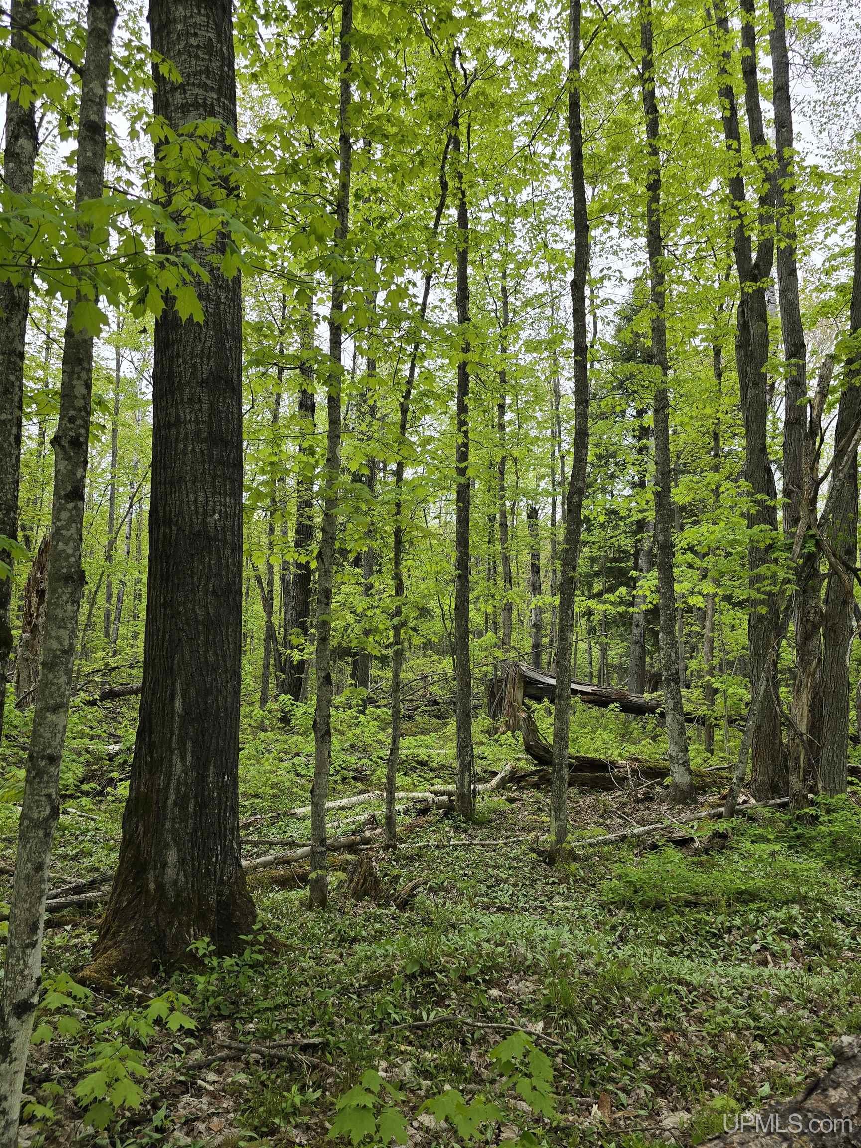 MLS 50176044 Large photo number 9 