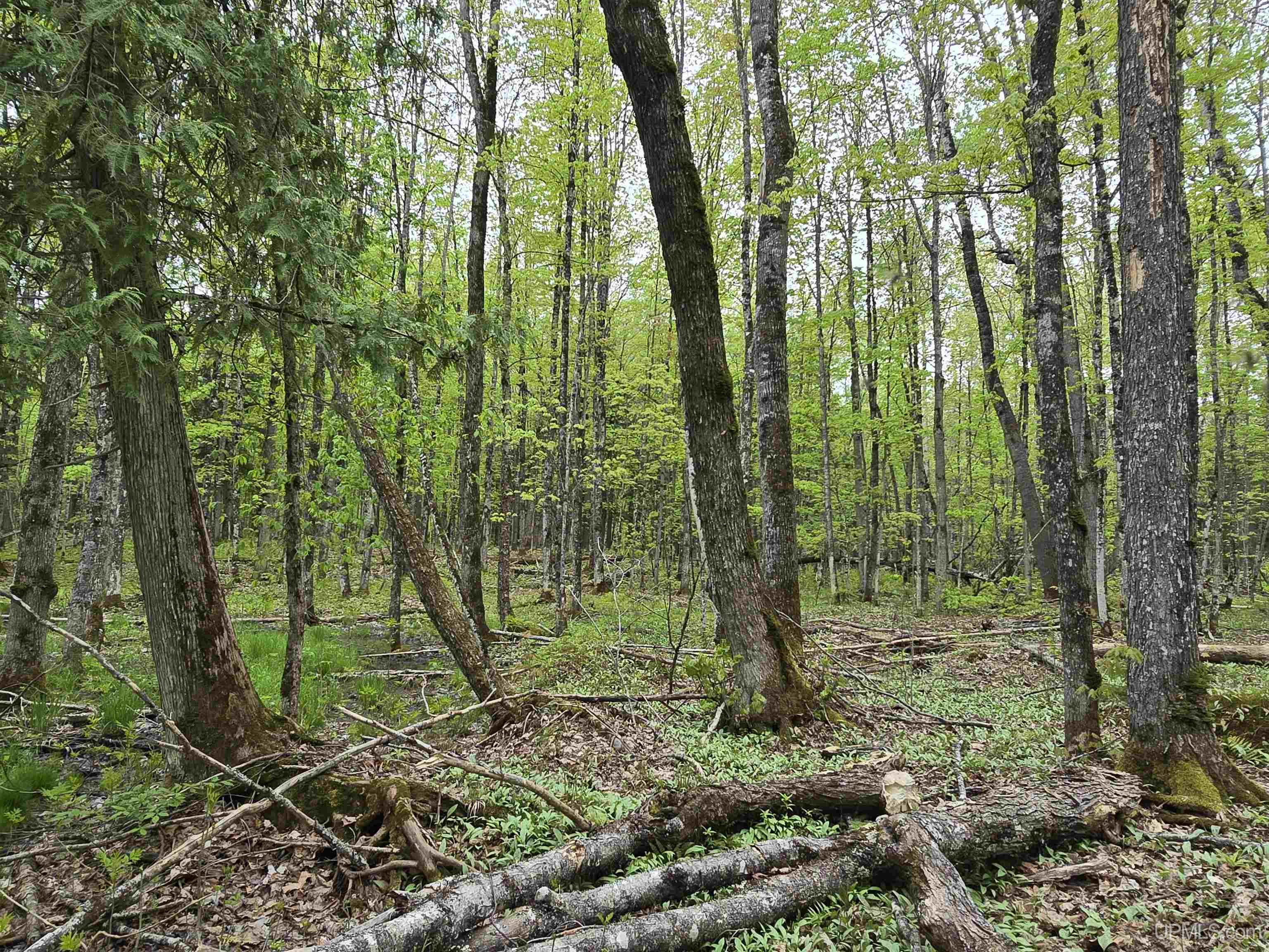 MLS 50176044 Large photo number 10 