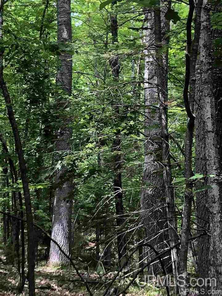 MLS 50177515 Large photo number 11 