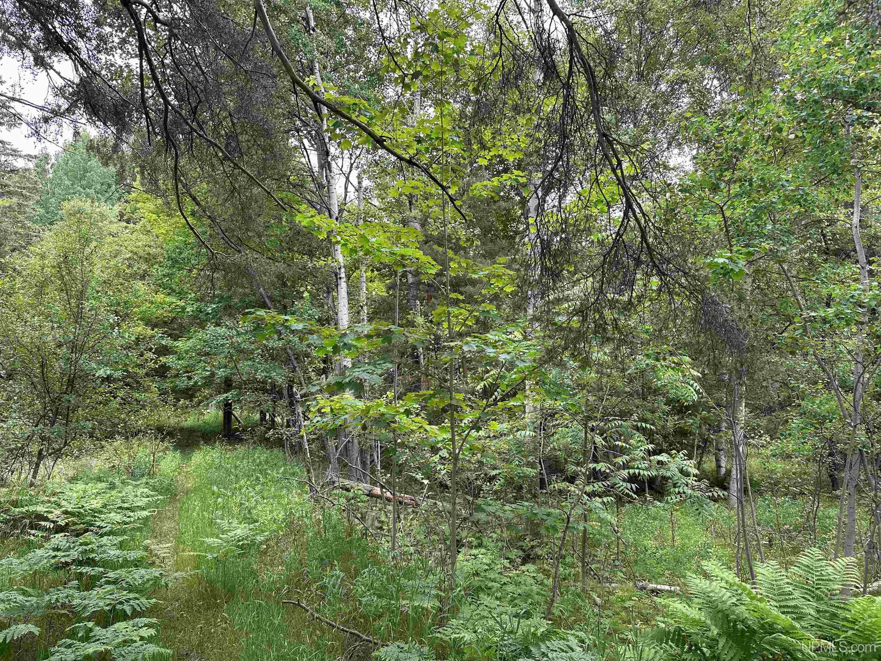 MLS 50179646 Large photo number 2 