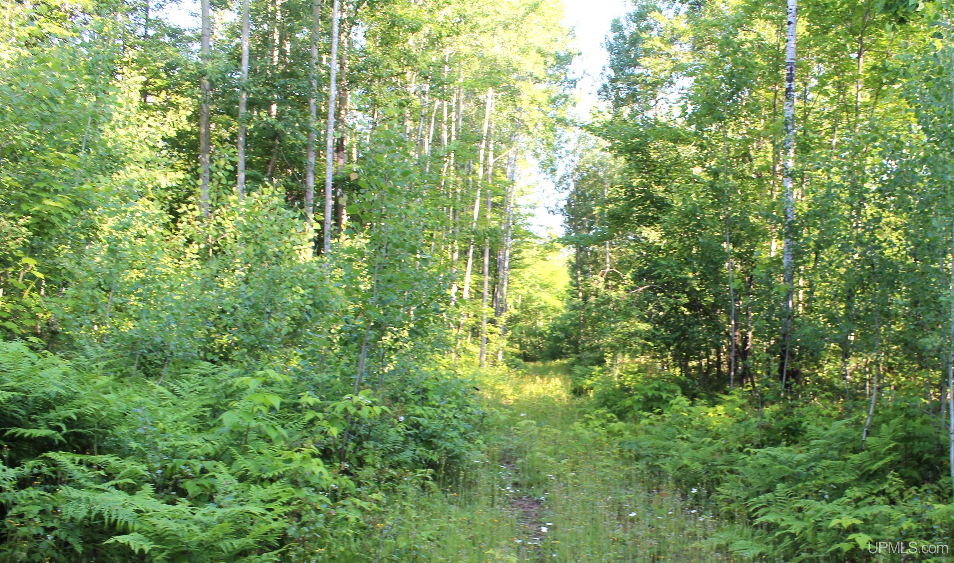MLS 50180398 Large photo number 5 