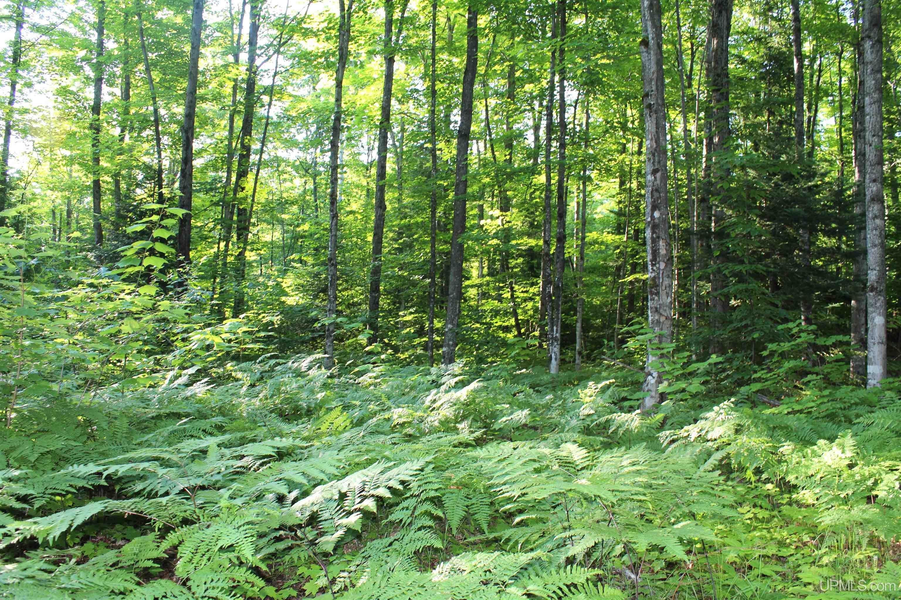 MLS 50180398 Large photo number 8 