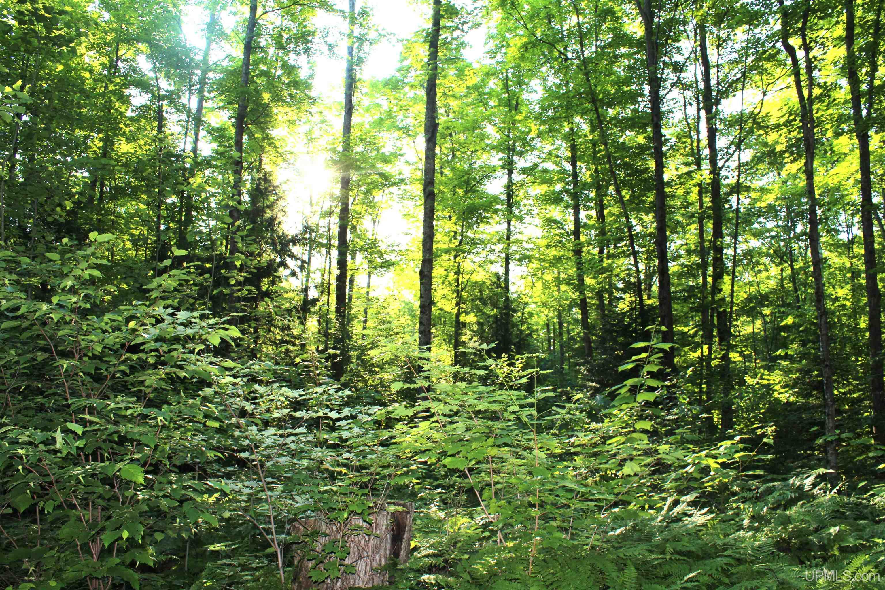 MLS 50180398 Large photo number 9 